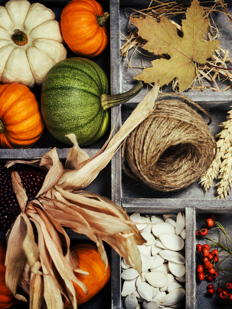 photography, still life, pumpkin, fall, sunflower, nut, harvest 1080p