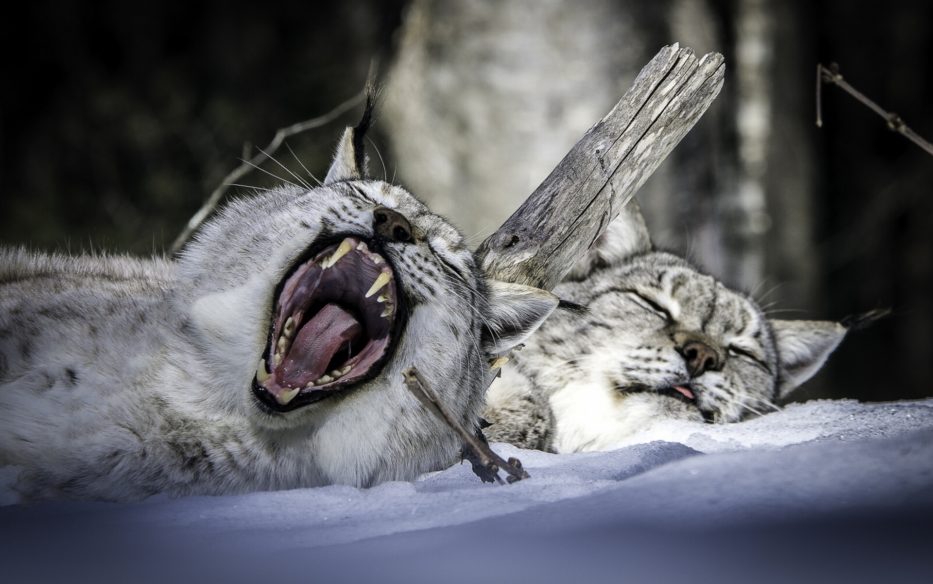 animal, lynx, sleeping, snow, yawn, cats 1080p