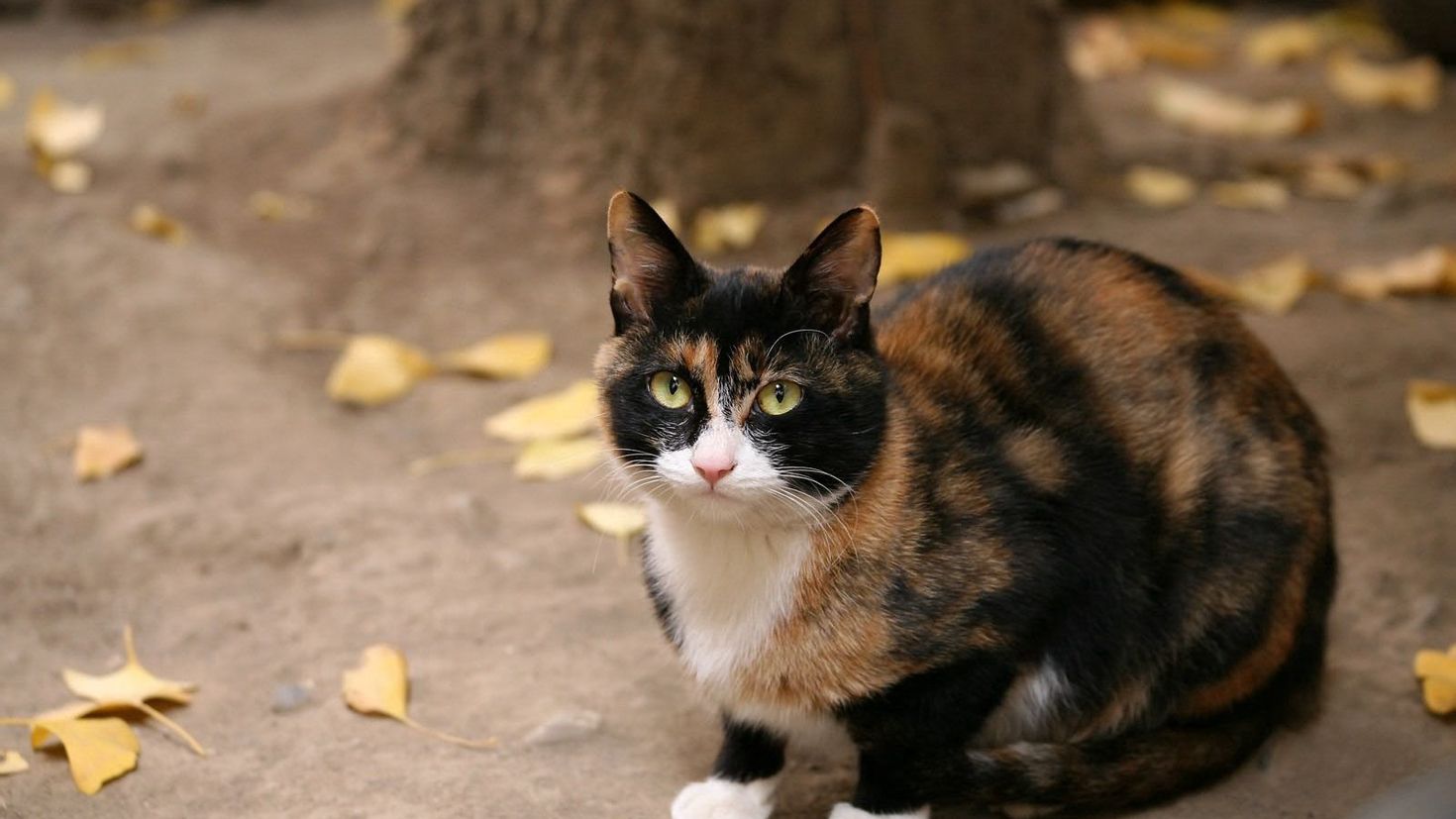 Пестрый кот. Эгейская кошка трехцветная. Черепаховая кошка Калико. Европейская черепаховая кошка. Трехшерстная кошка черная.