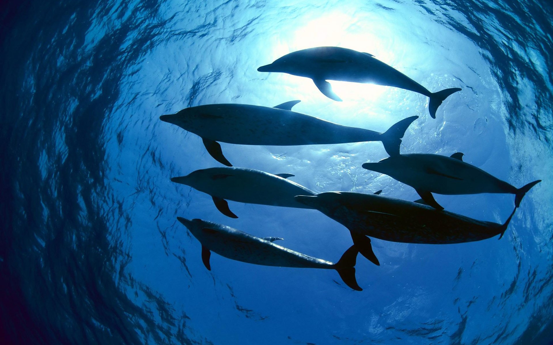 Download mobile wallpaper Animals, Dolfins for free.