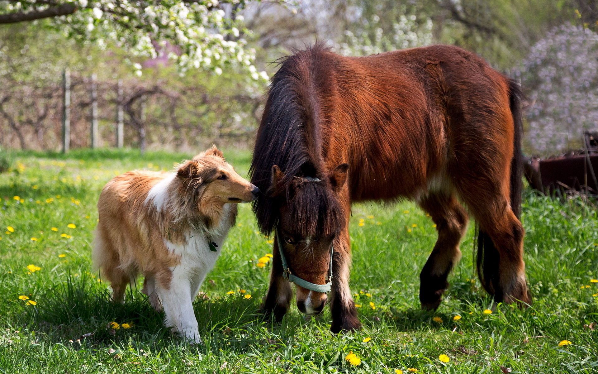 horse, animals, grass, friendship, dog, pony, collie