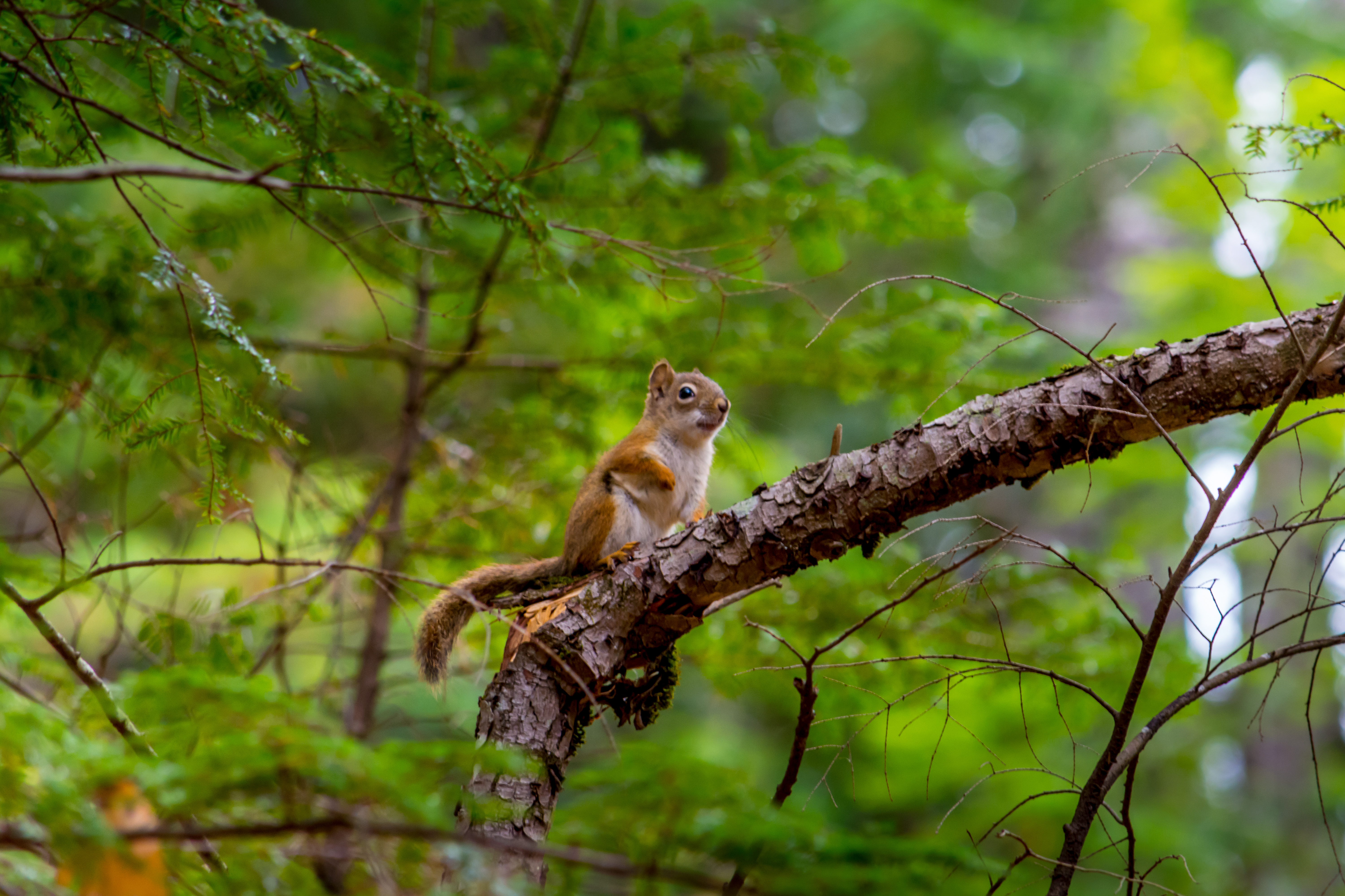 squirrel, nice, animals, branch, animal, sweetheart, rodent