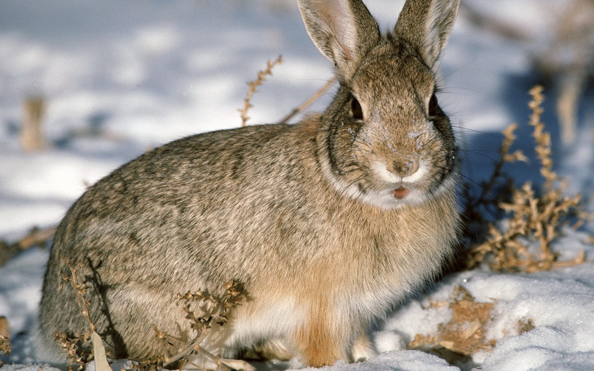 animal, hare 1080p