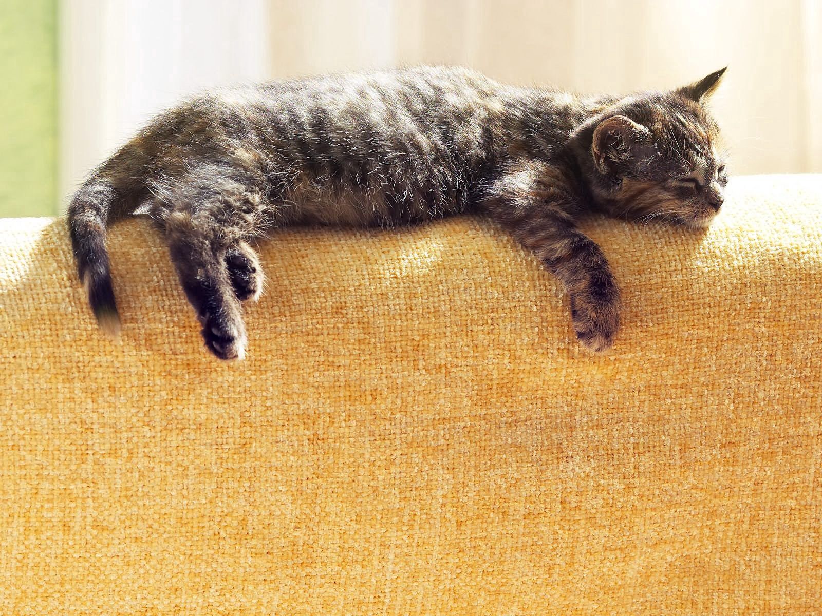 Download mobile wallpaper Lie, Sleep, To Lie Down, Dream, Striped, Animals, Cat for free.