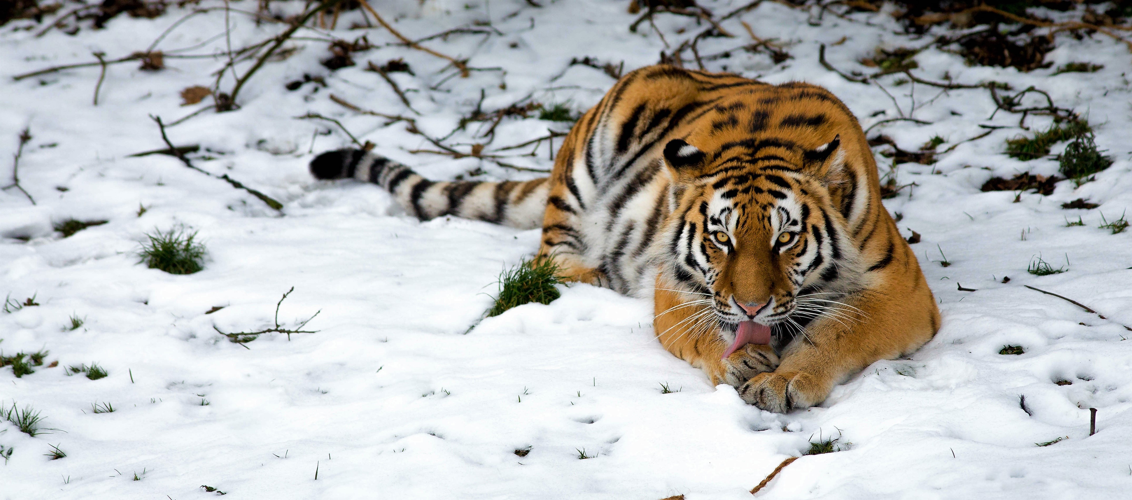 434630 télécharger l'image tigre de sibérie, animaux, tigre, neiger, hiver, chats - fonds d'écran et économiseurs d'écran gratuits