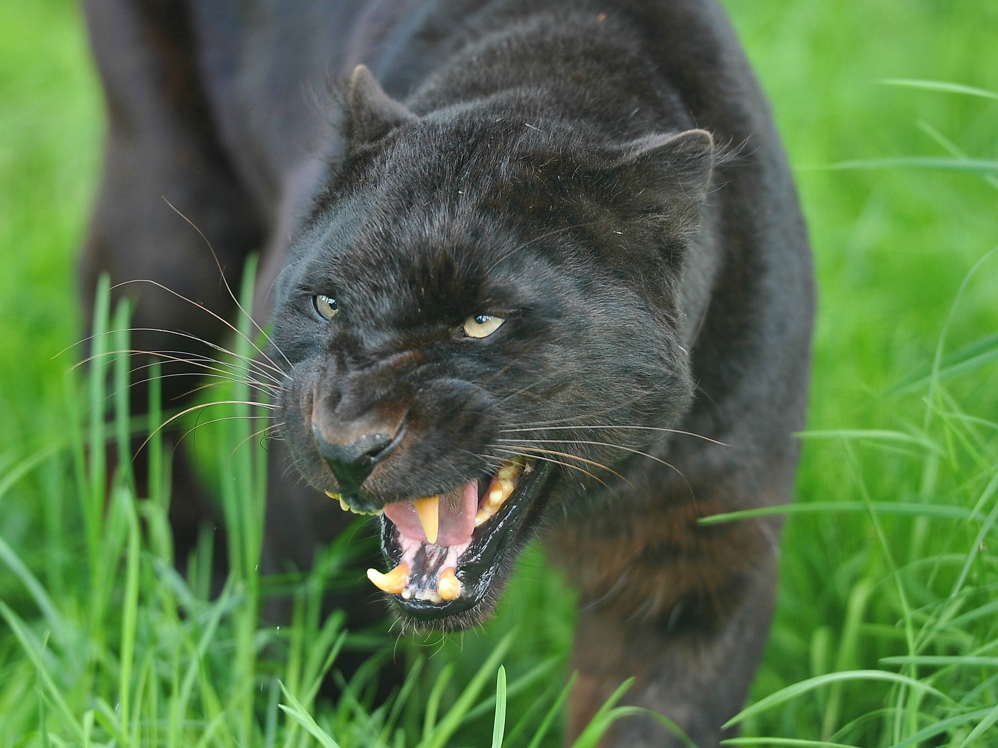 Free download wallpaper Grin, Muzzle, Predator, Animals, Aggression, Big Cat, Panther on your PC desktop