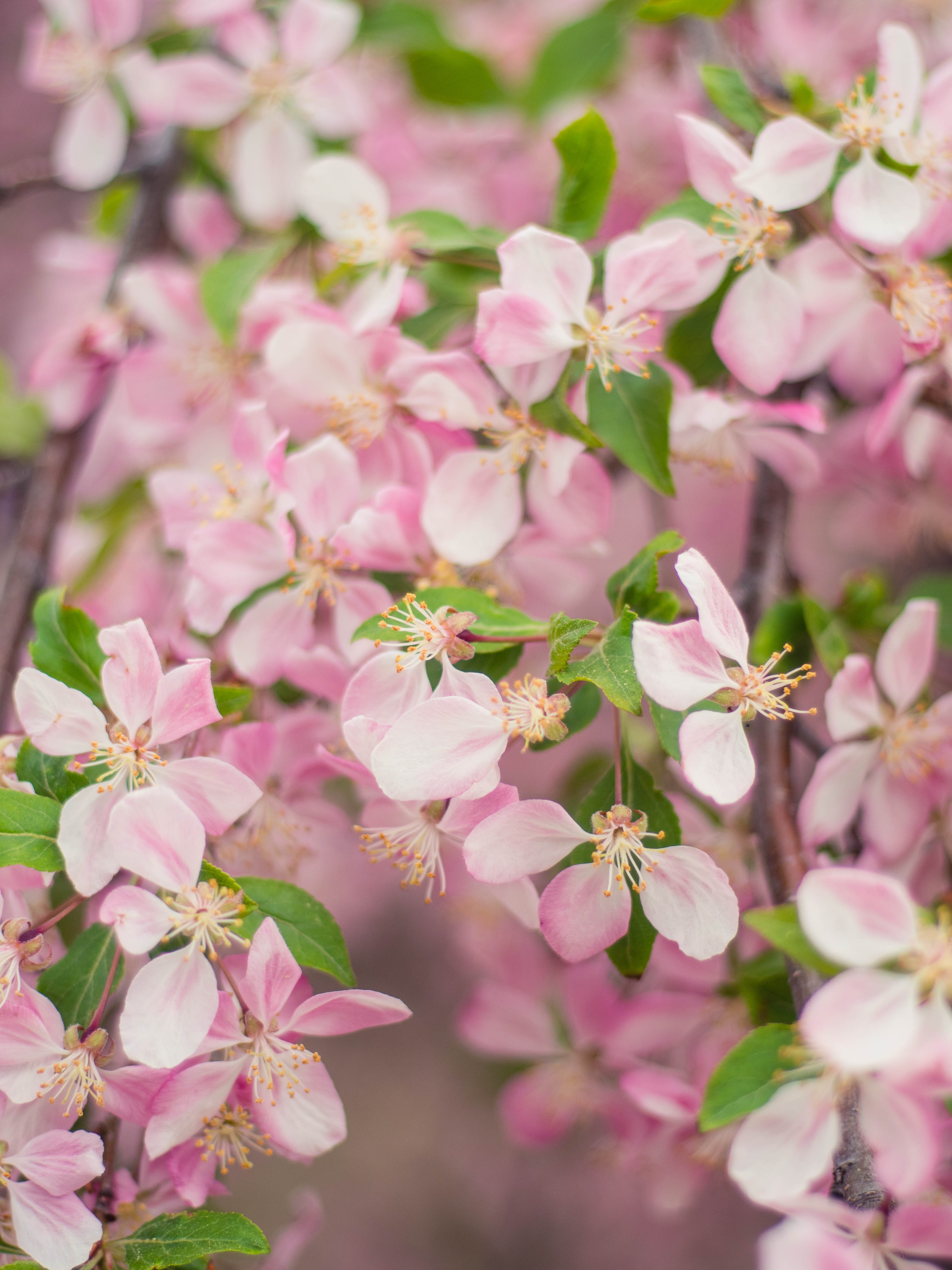 Download mobile wallpaper Branch, Flowers, Petals, Flowering, Garden, Bloom for free.