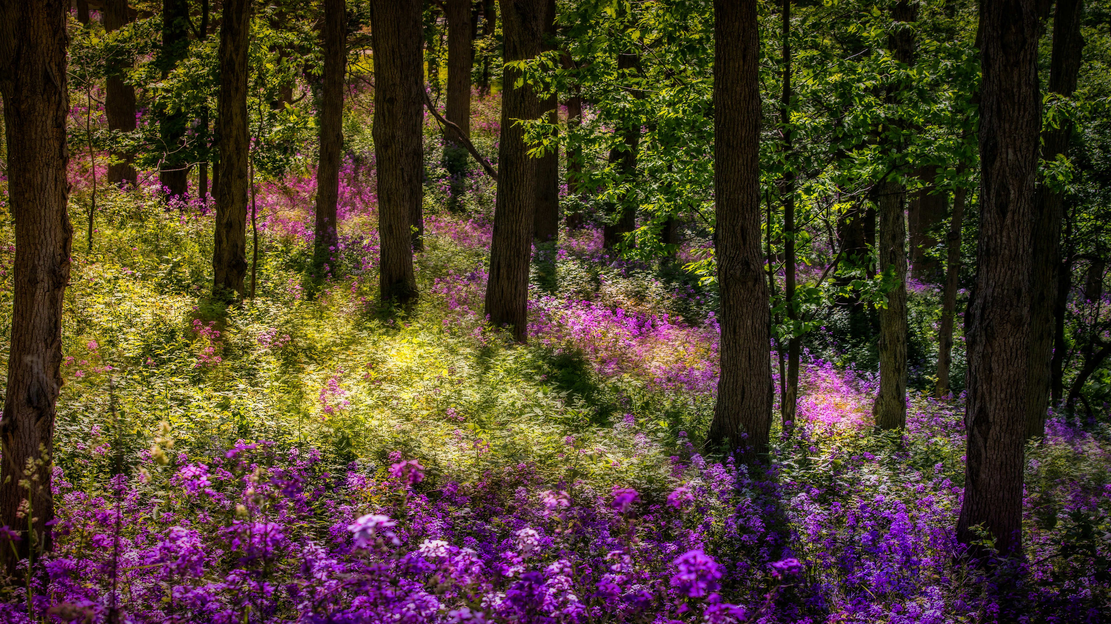 summer, earth, flower, forest, phlox, thicket, flowers