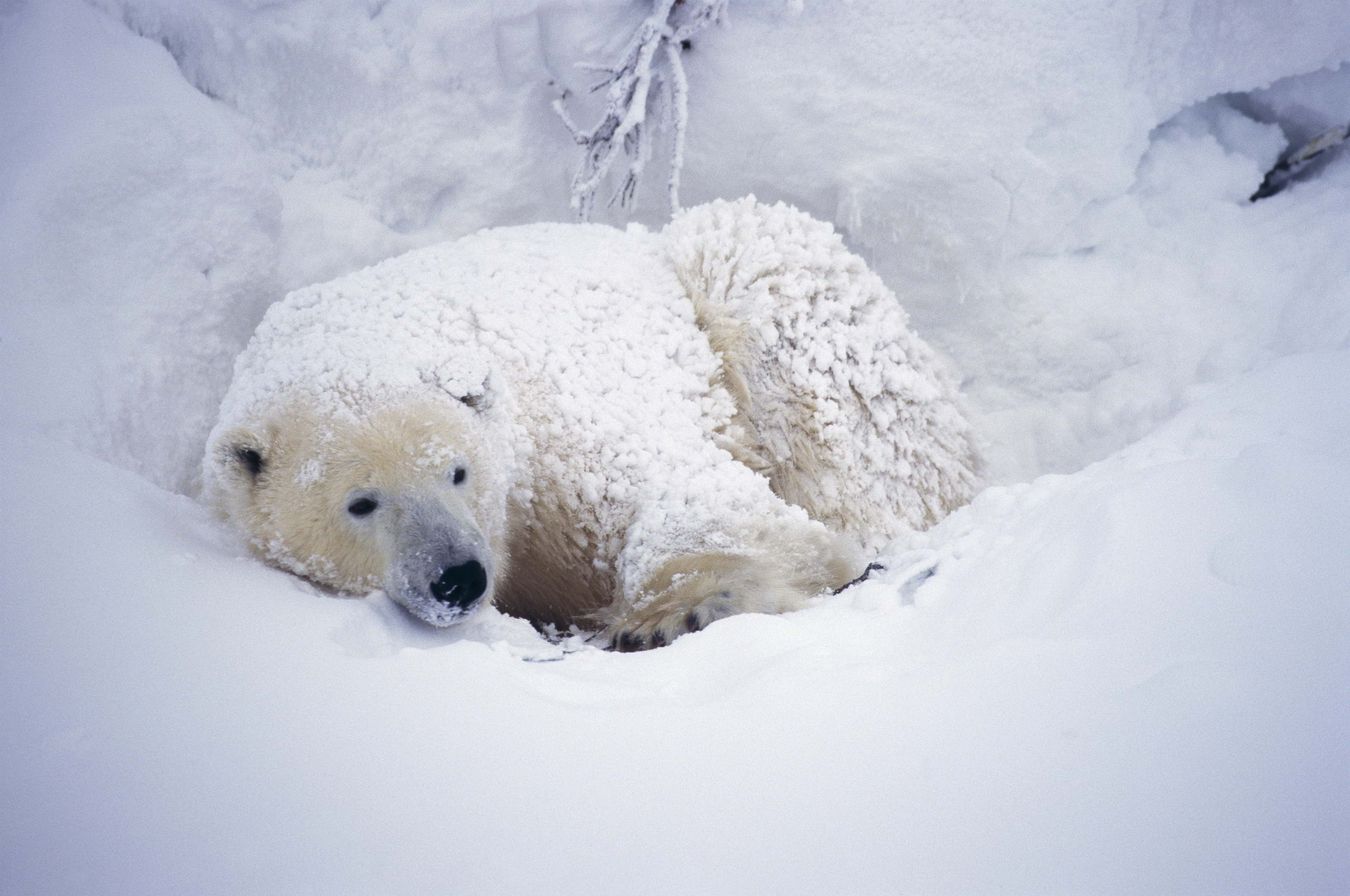 Download mobile wallpaper Bears, Polar Bear, Animal for free.