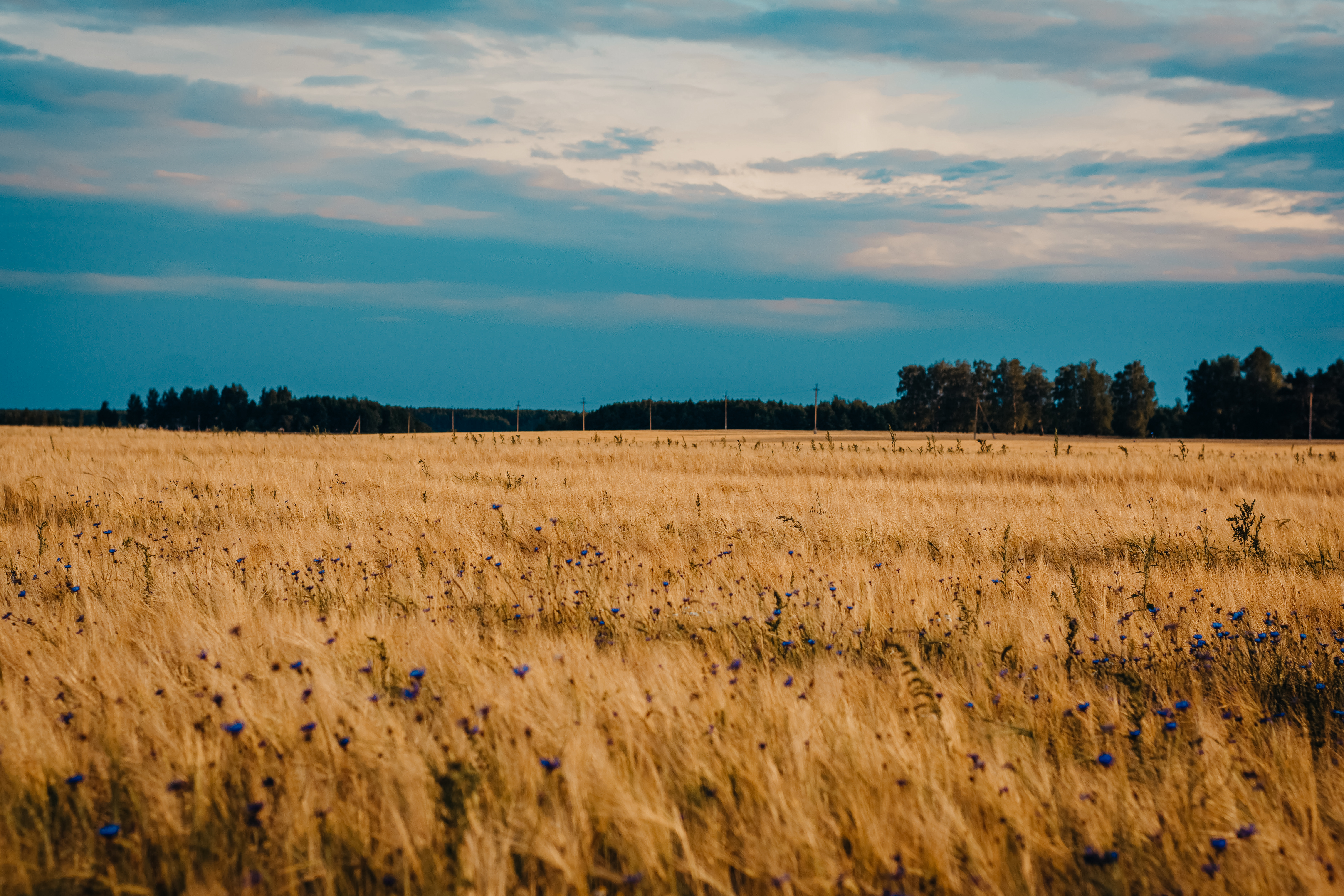 wheat, nature, flowers, blue cornflowers, field
