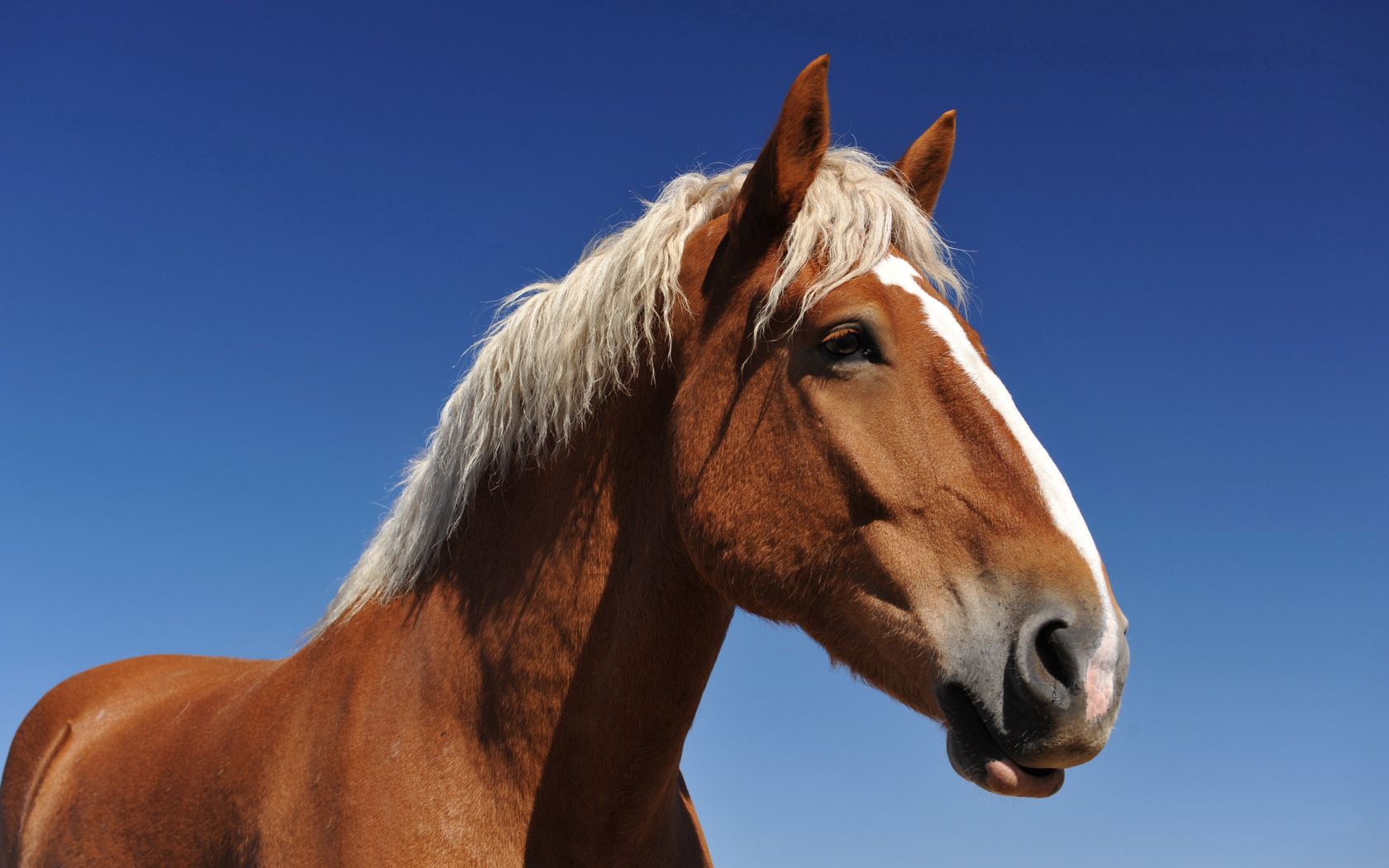 animals, background, sky, muzzle, sight, opinion, mane, horse