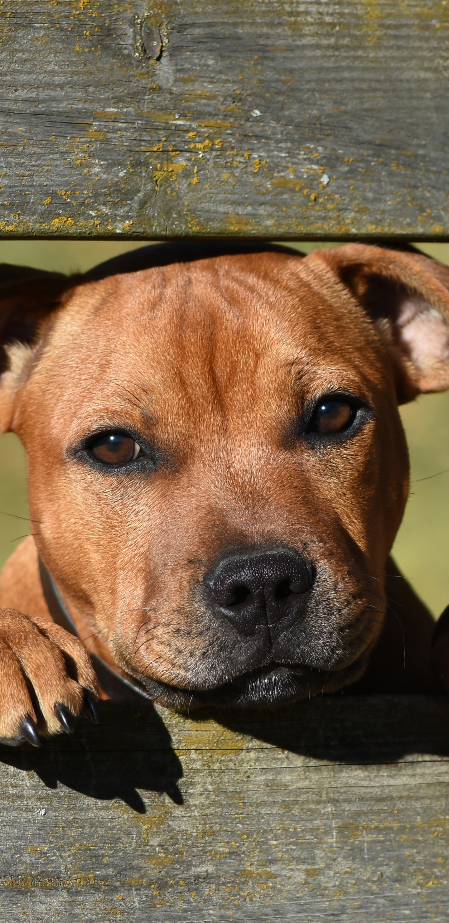 1144875 descargar fondo de pantalla animales, perro, bozal, staffordshire bull terrier, perros: protectores de pantalla e imágenes gratis