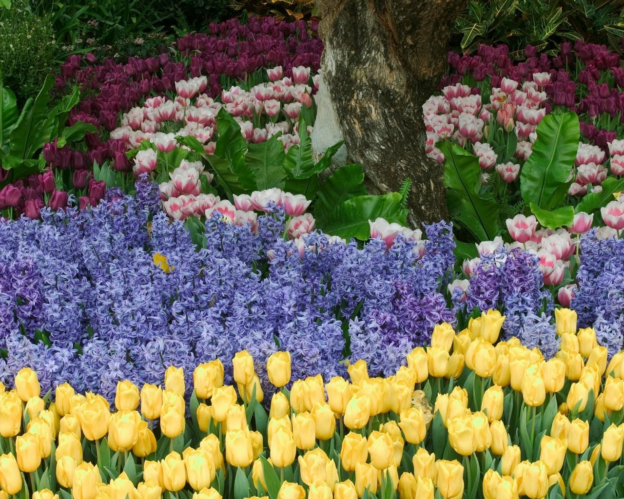 earth, flower, hyacinth, tulip HD wallpaper