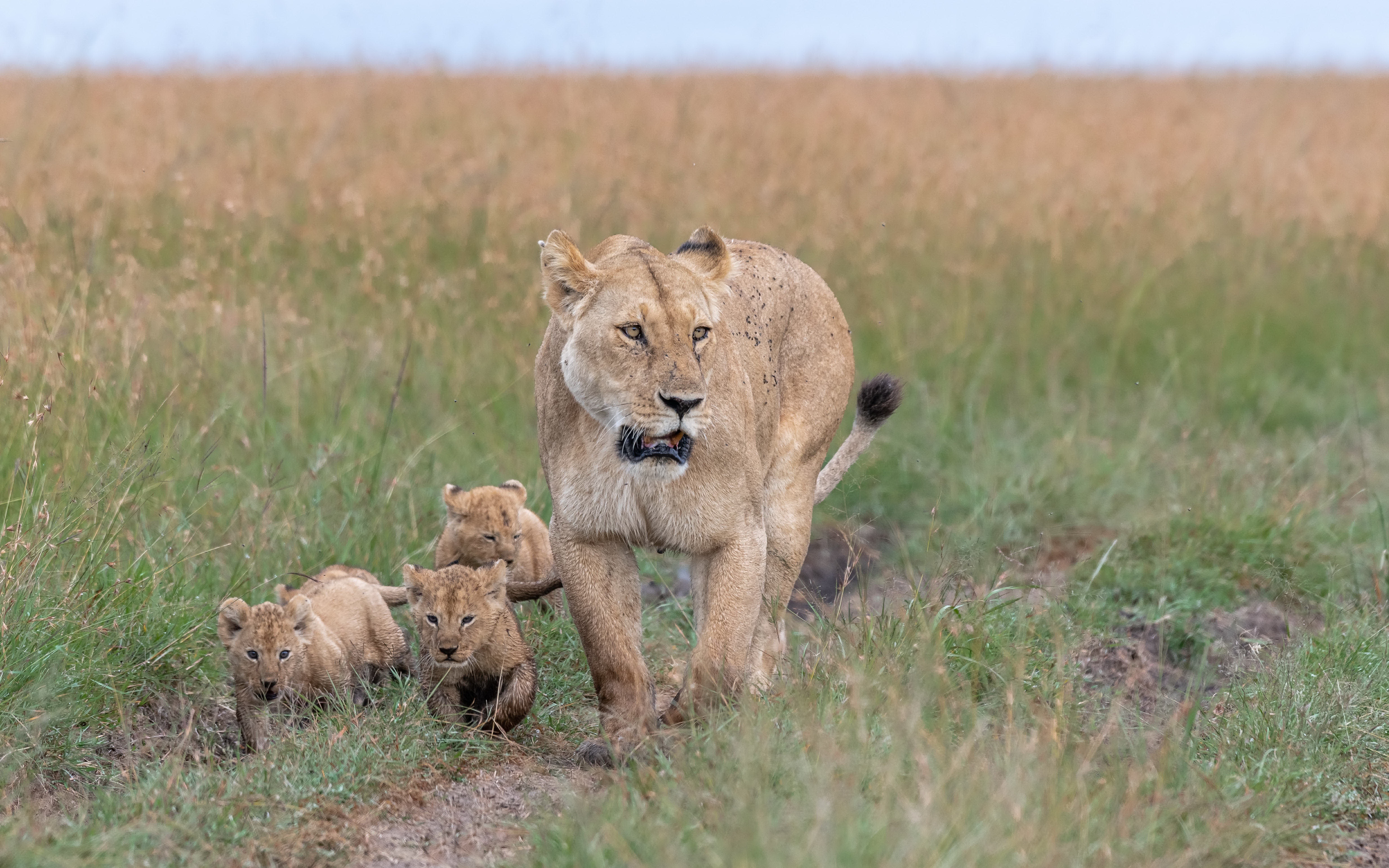Сколько живут львы в дикой. Африканский Лев. Лев в Африке. Львы африканской ночи. Лев в природе.