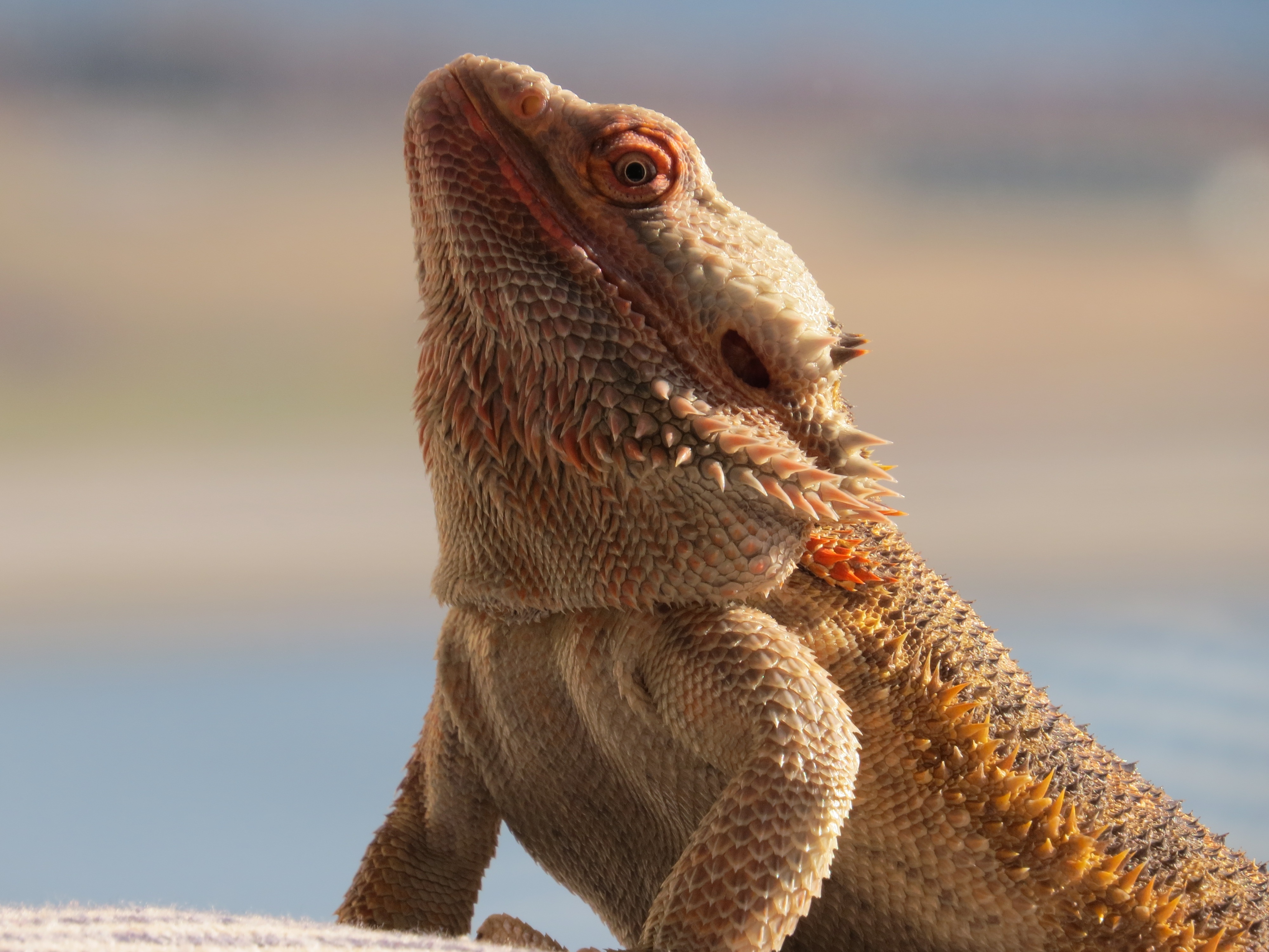 lizard, animals, reptile, bearded dragon, bearded agam wallpapers for tablet