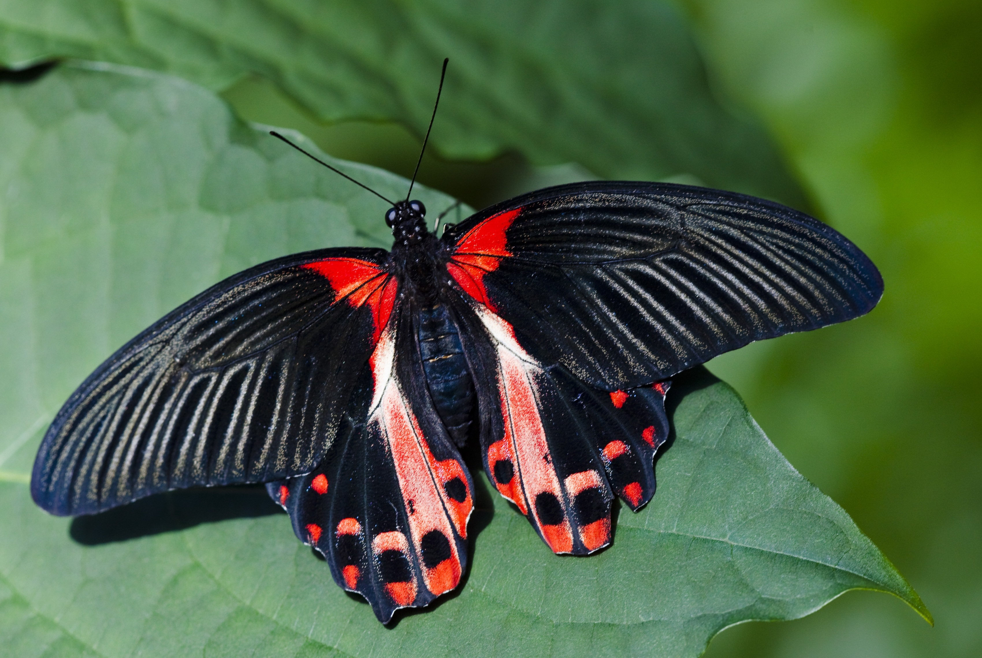 Papilio Rumanzovia бабочка