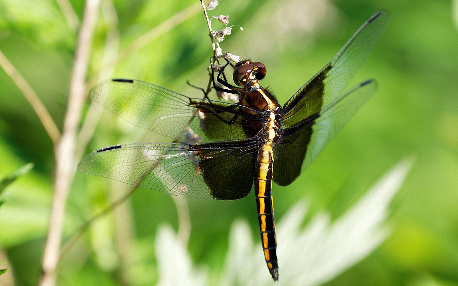 Download mobile wallpaper Big Dragonfly, Macro, Dragonfly for free.