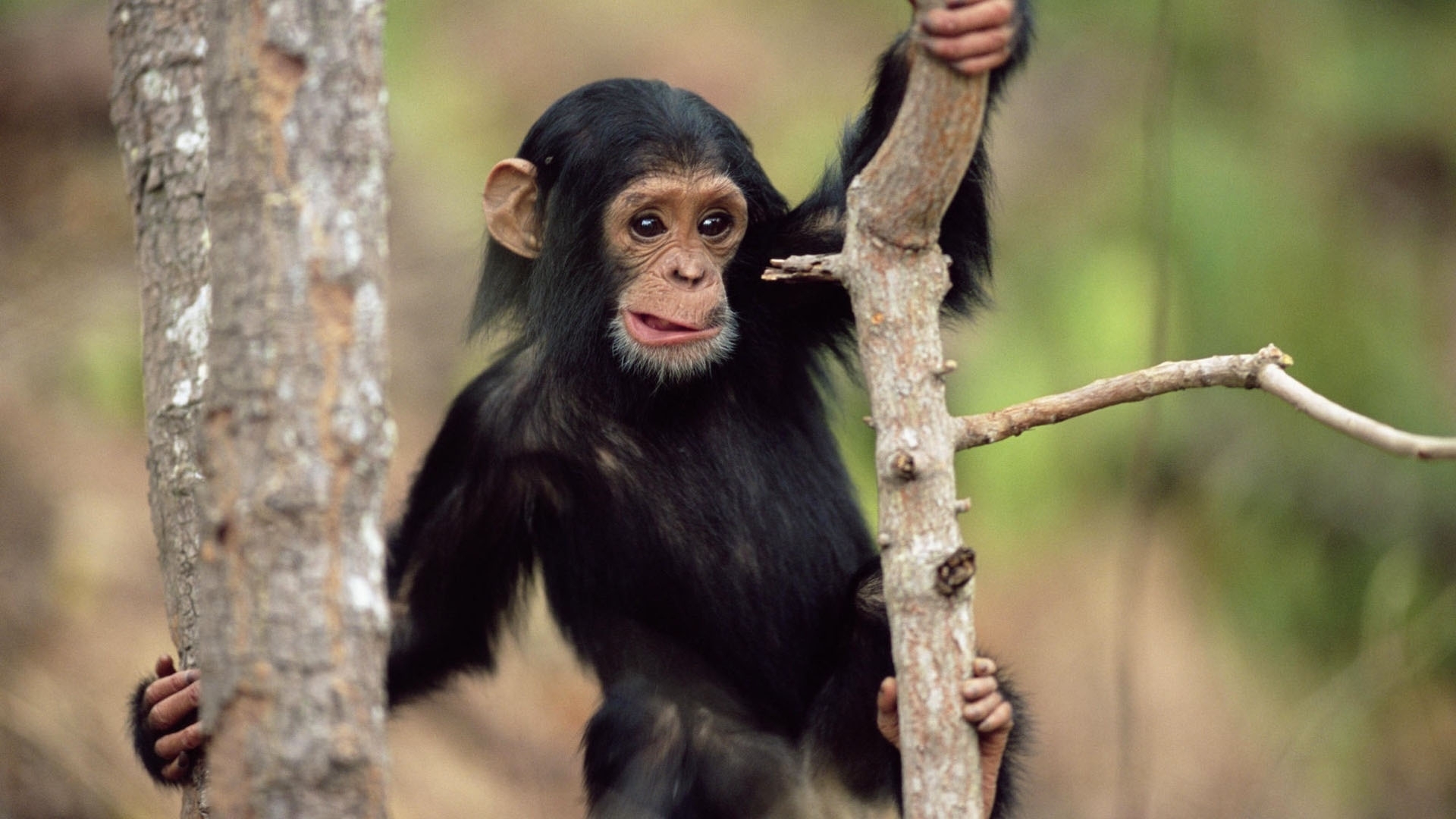 45119 Bild herunterladen tiere, monkeys - Hintergrundbilder und Bildschirmschoner kostenlos