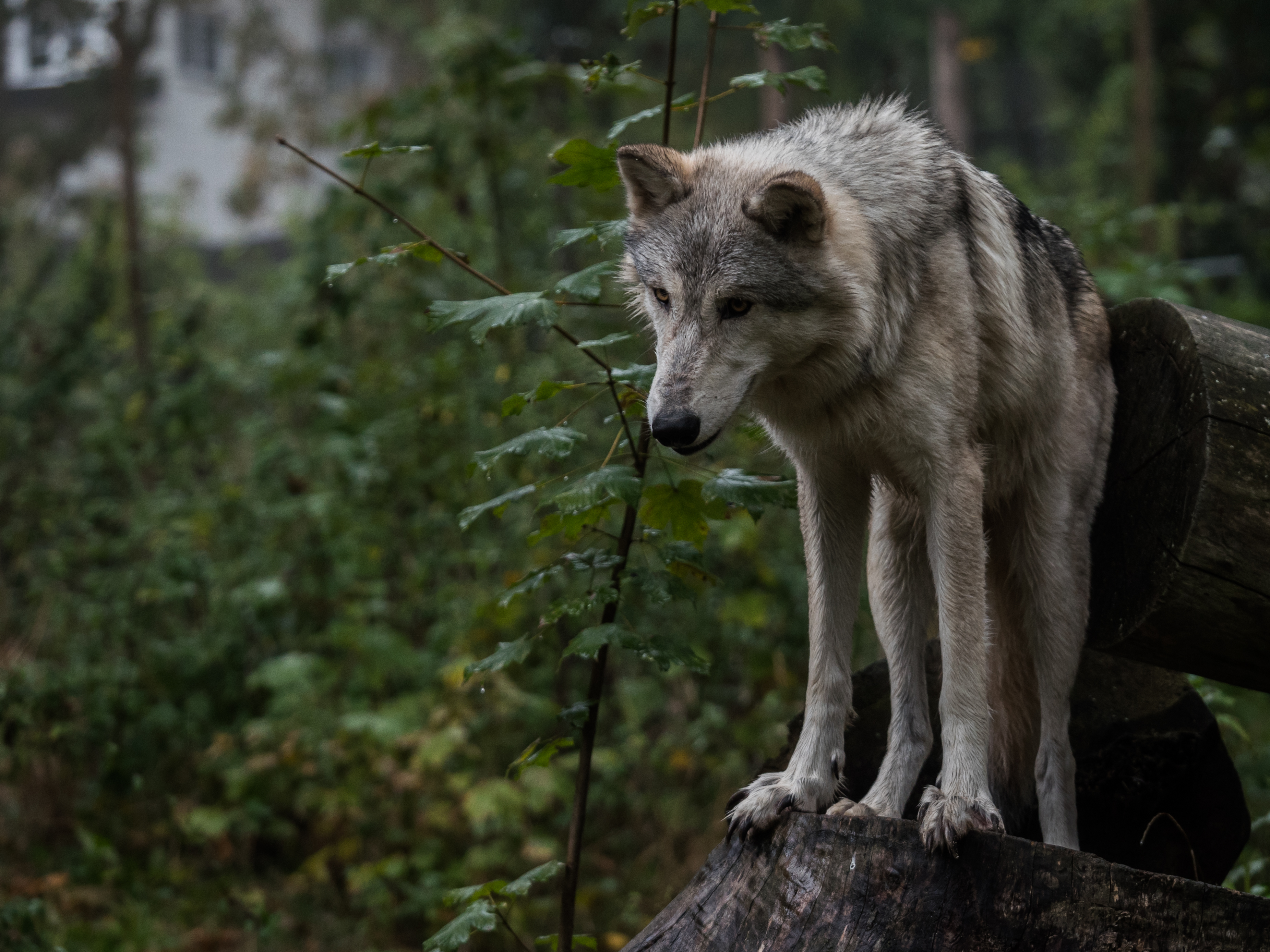 Download mobile wallpaper Animals, Leaves, Predator, Grey, Wolf for free.