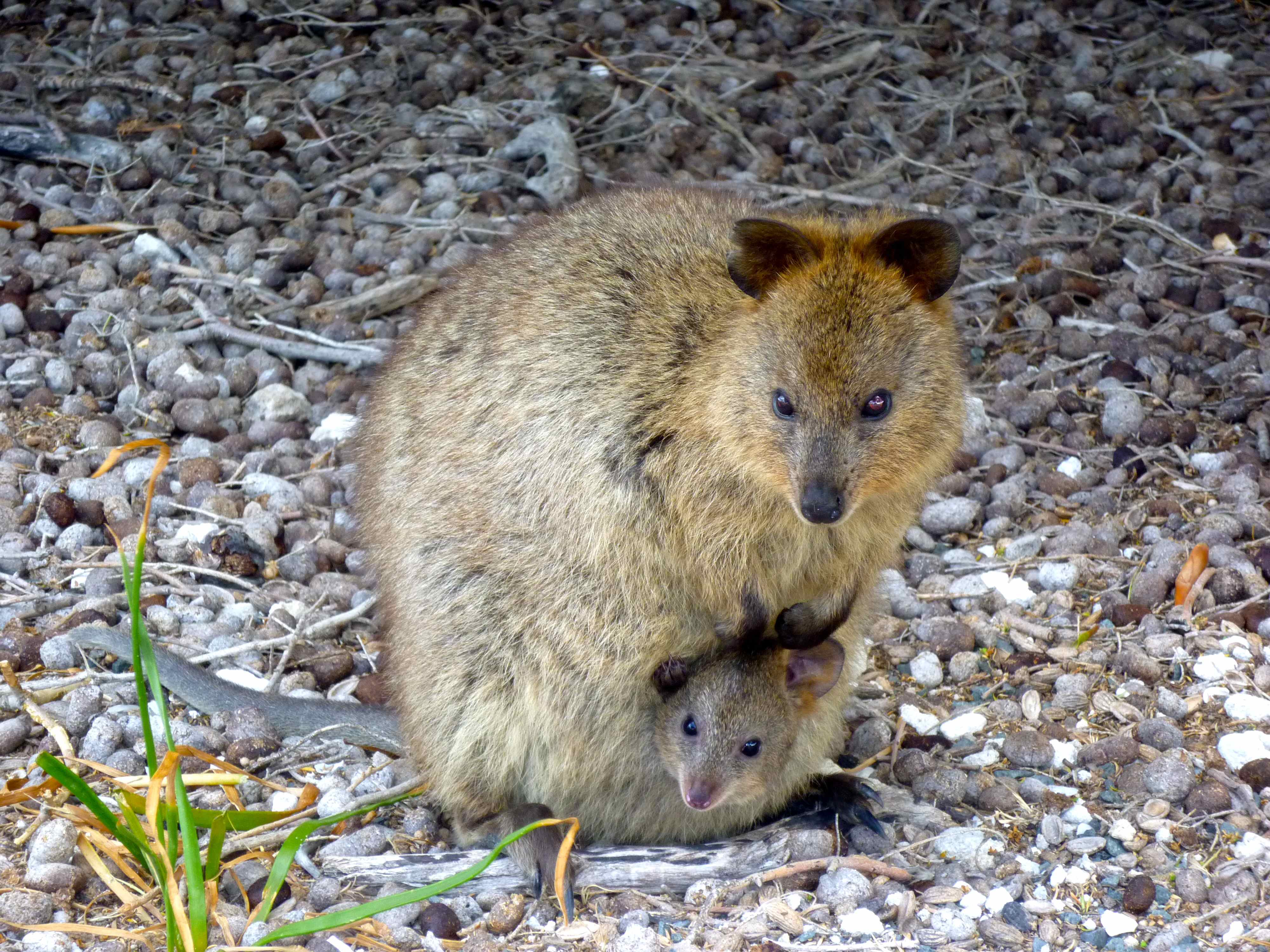 Quokka HD for Phone
