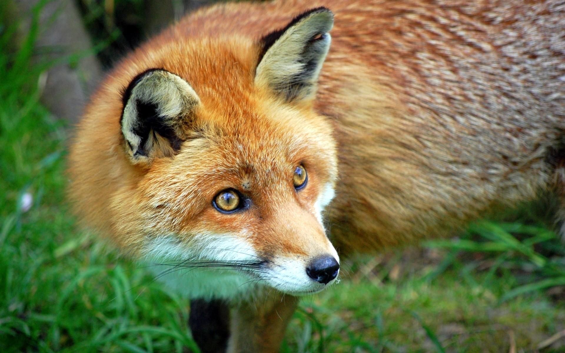 Laden Sie das Grass, Ein Fuchs, Tiere, Fuchs, Wolle-Bild kostenlos auf Ihren PC-Desktop herunter