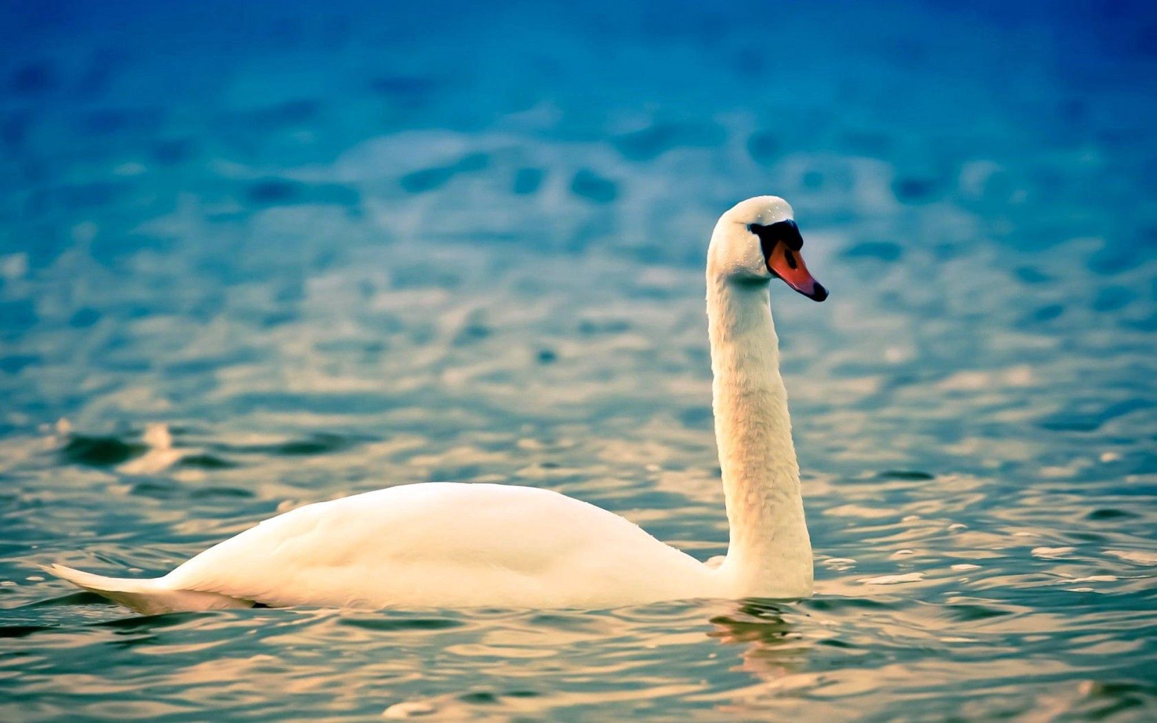 water, animals, white, bird, ripples, ripple, swan, neck