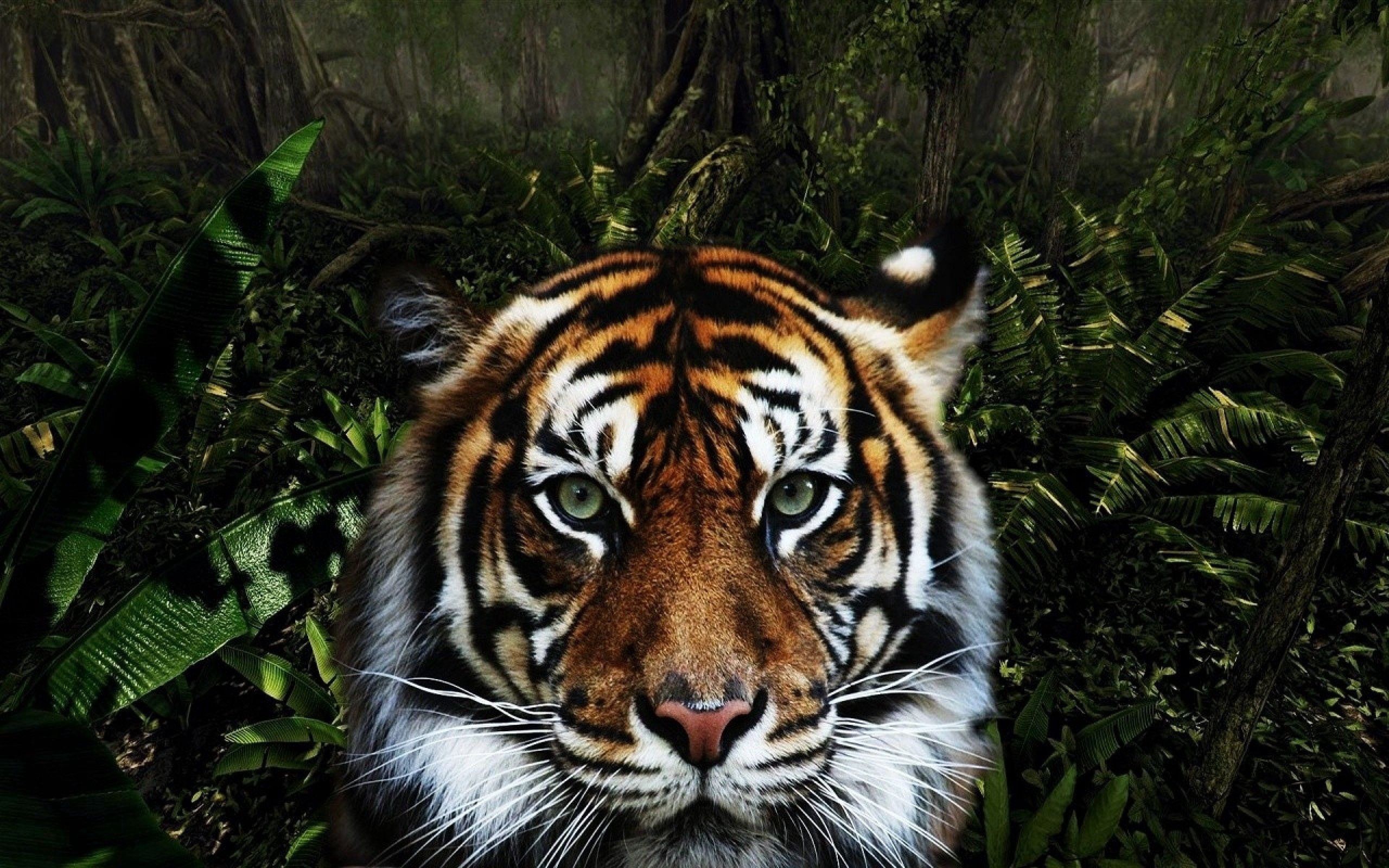104337 télécharger l'image animaux, museau, muselière, rayé, prédateur, gros chat, fauve, tigre - fonds d'écran et économiseurs d'écran gratuits