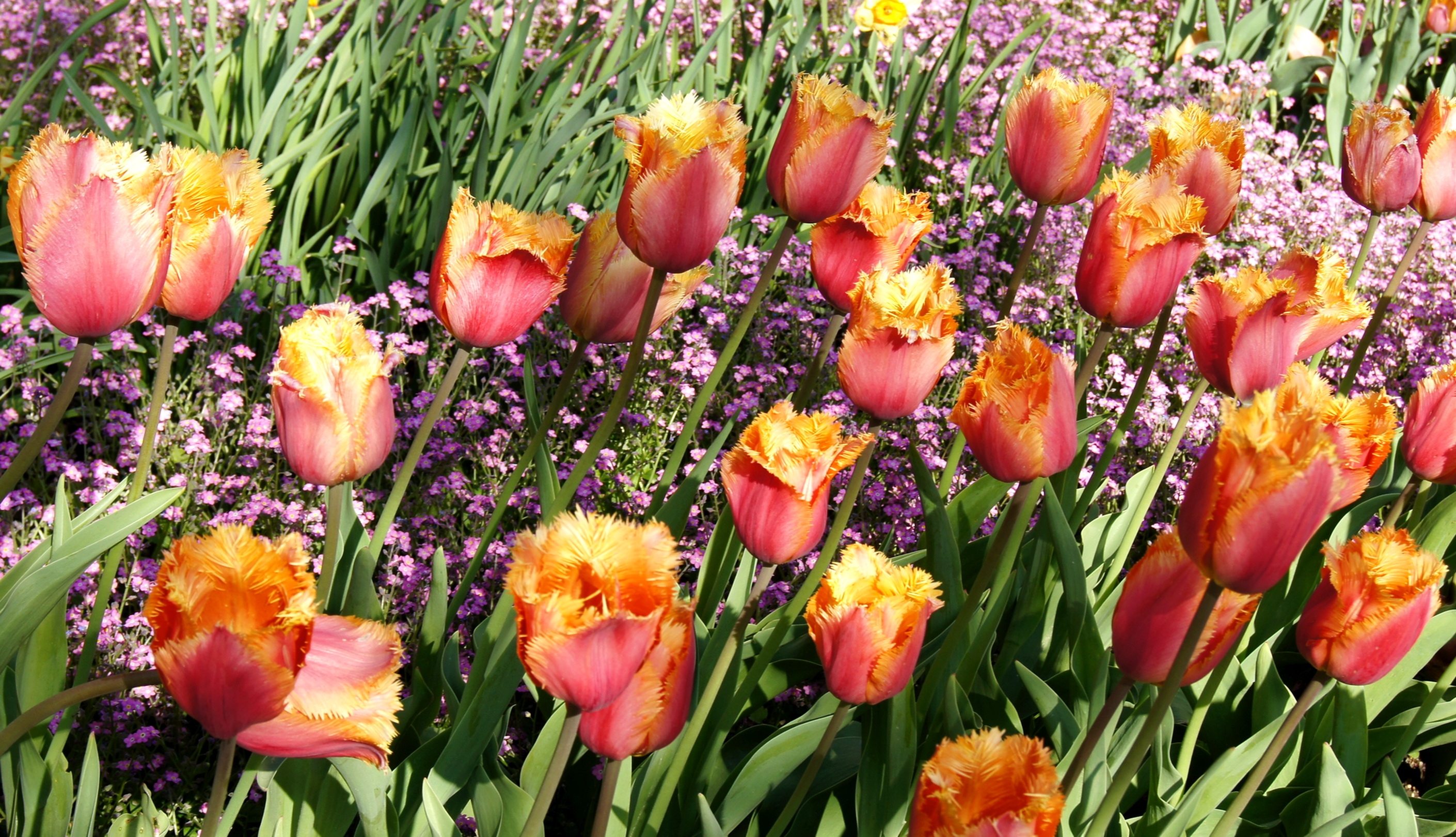 flowers, tulips, beauty, flower bed, flowerbed, spring, terry Aesthetic wallpaper