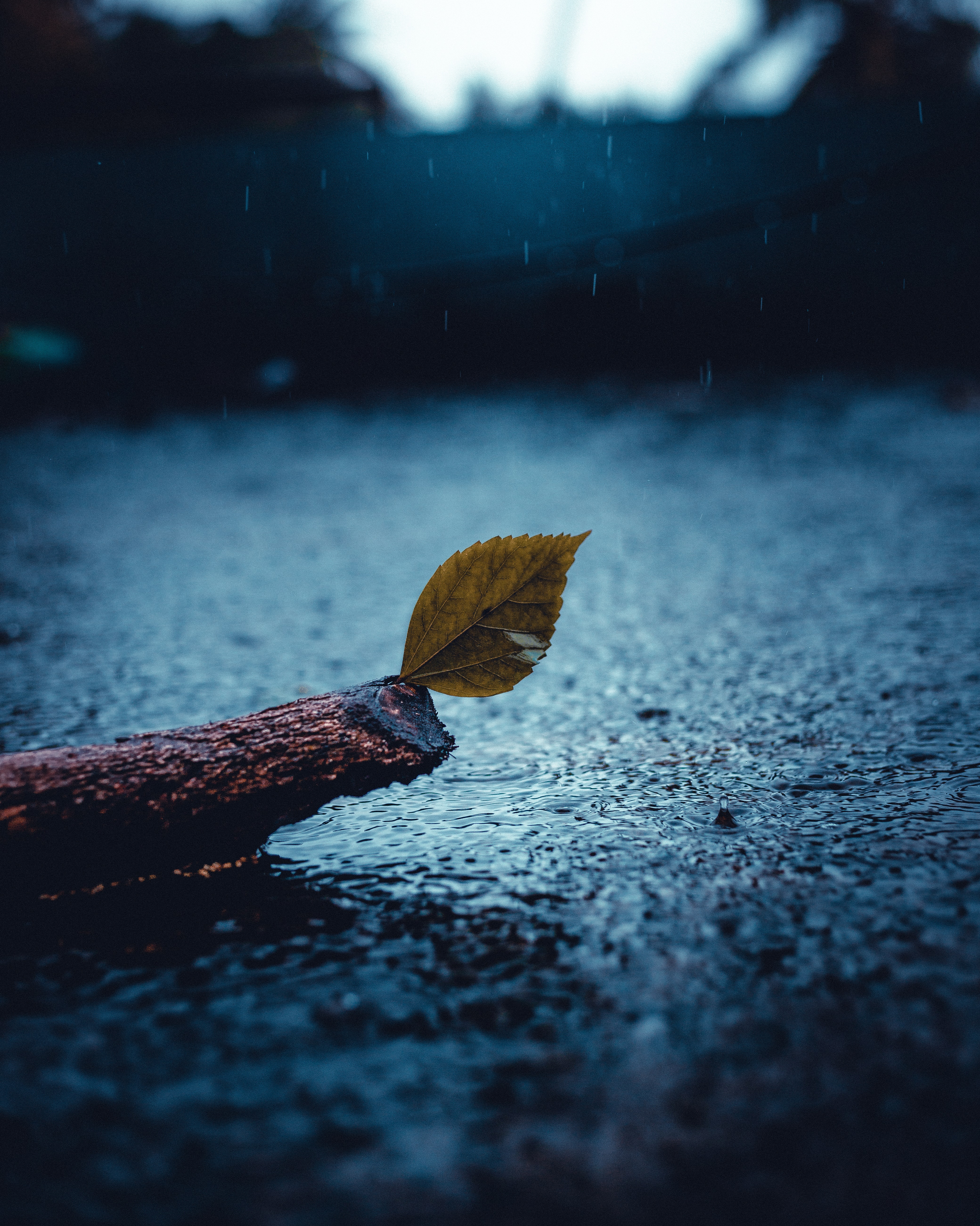 rain, sheet, nature, sorrow, sadness, leaf 4K