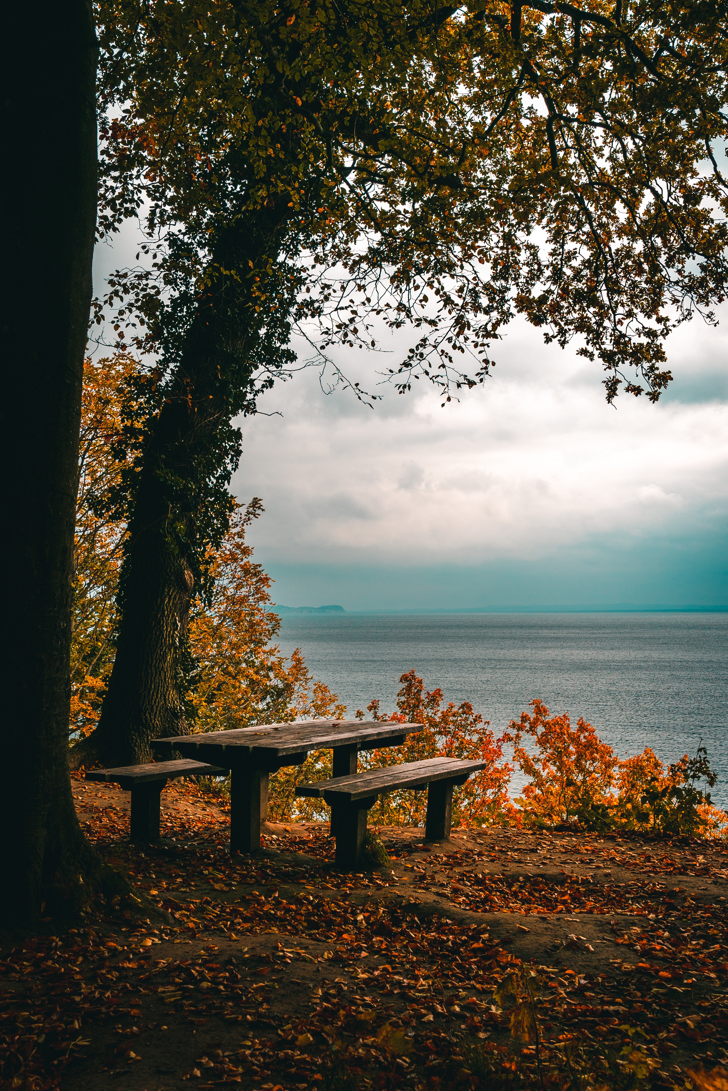 autumn, trees, table, foliage, nature, benches, sea, shore, bank