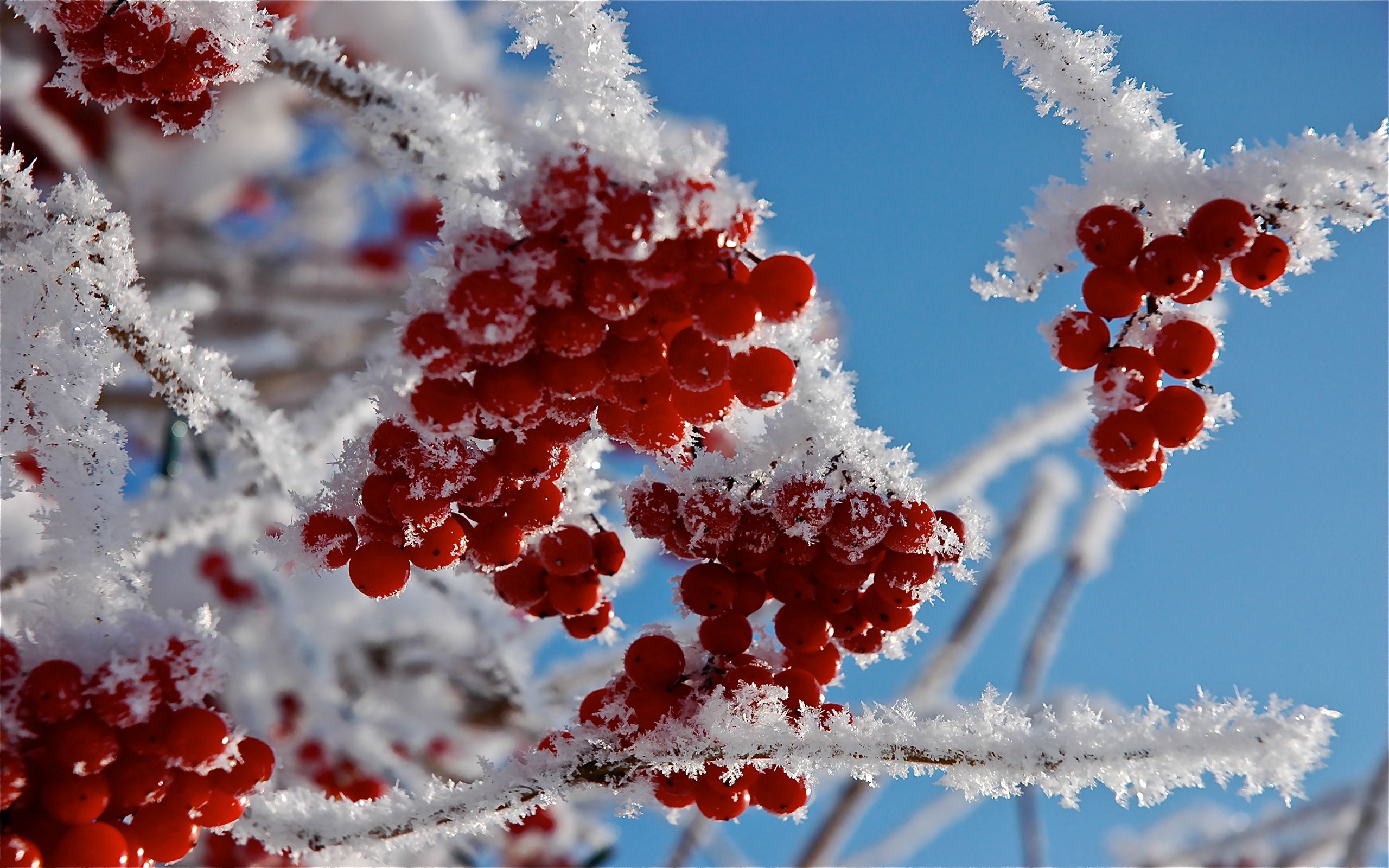 berries, snow, macro, branches, frost, hoarfrost