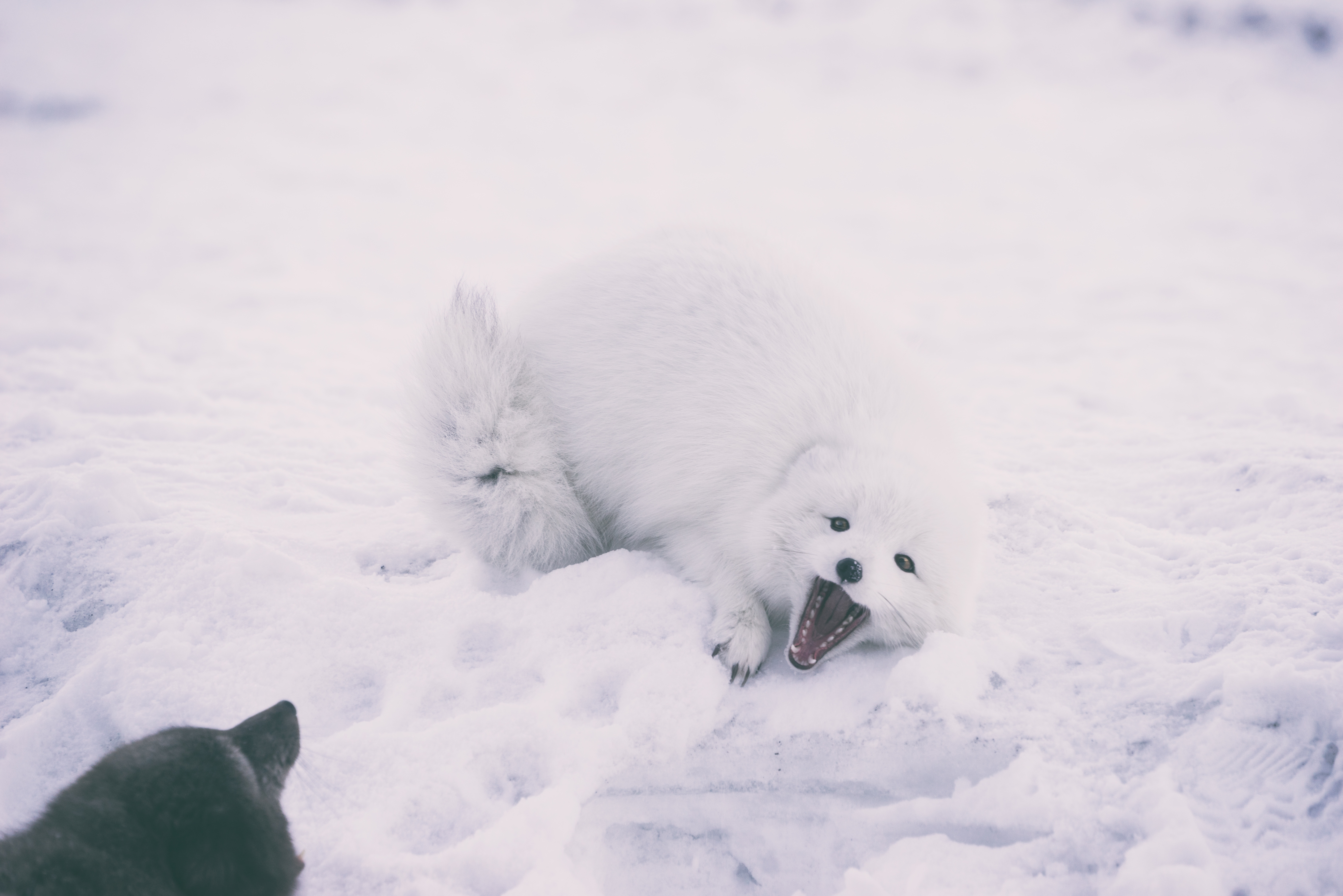 61395 télécharger le fond d'écran animaux, neige, espiègle, enjoué, le renard arctique, renard polaire - économiseurs d'écran et images gratuitement