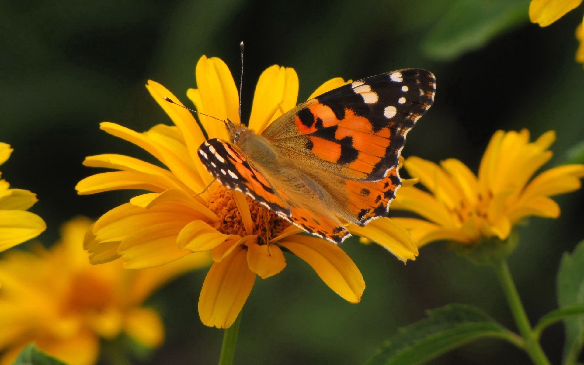 PCデスクトップに蝶, 大きい, マクロ, フライト, バタフライ, 逃走, パターン, 花画像を無料でダウンロード