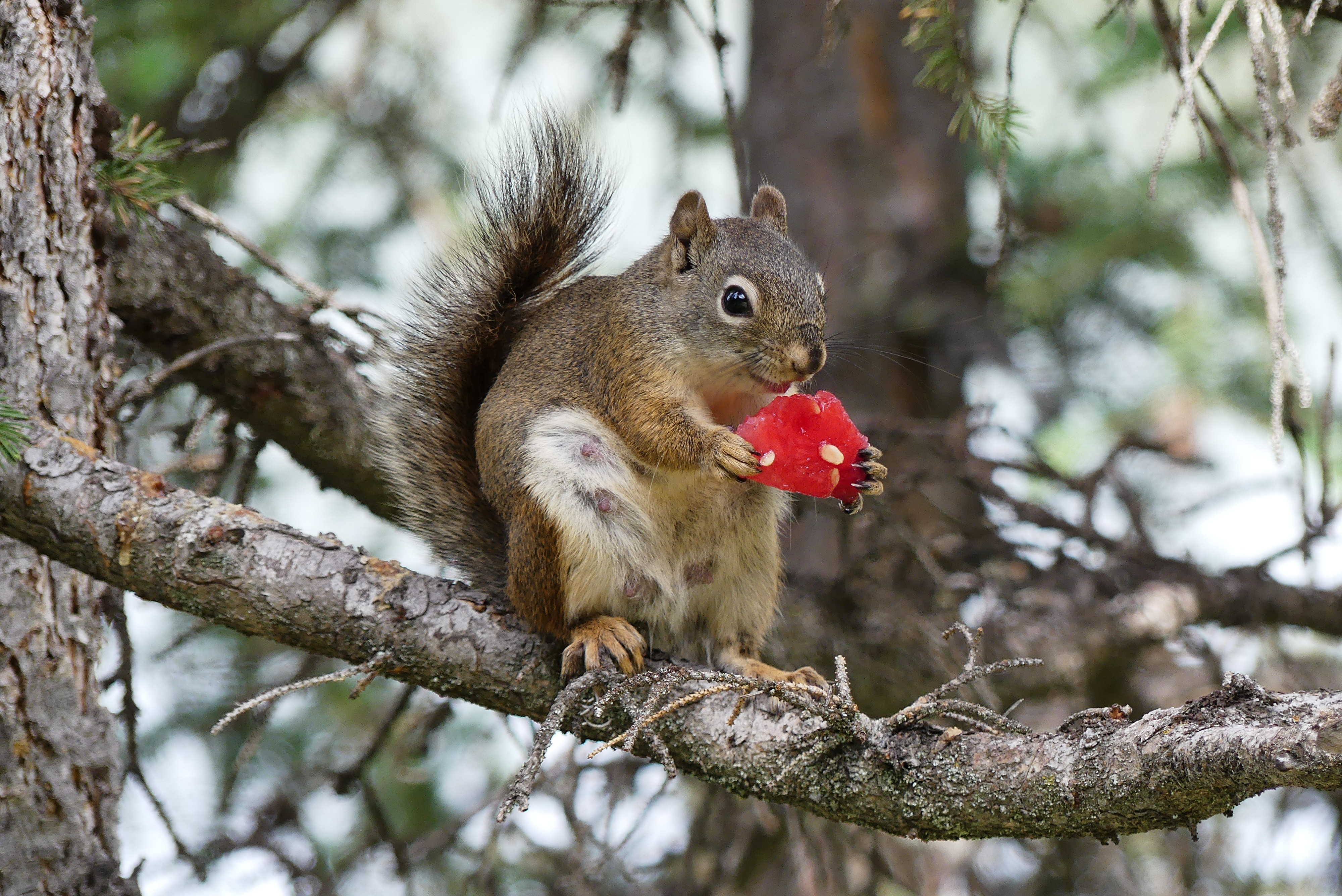 Laden Sie das Zweig, Wassermelone, Nagetier, Tiere, Flauschige, Ast, Eichhörnchen-Bild kostenlos auf Ihren PC-Desktop herunter