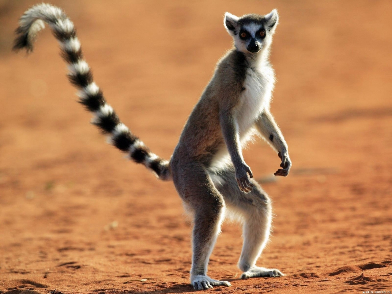 8218 Hintergrundbild herunterladen tiere, lemuren, orange - Bildschirmschoner und Bilder kostenlos