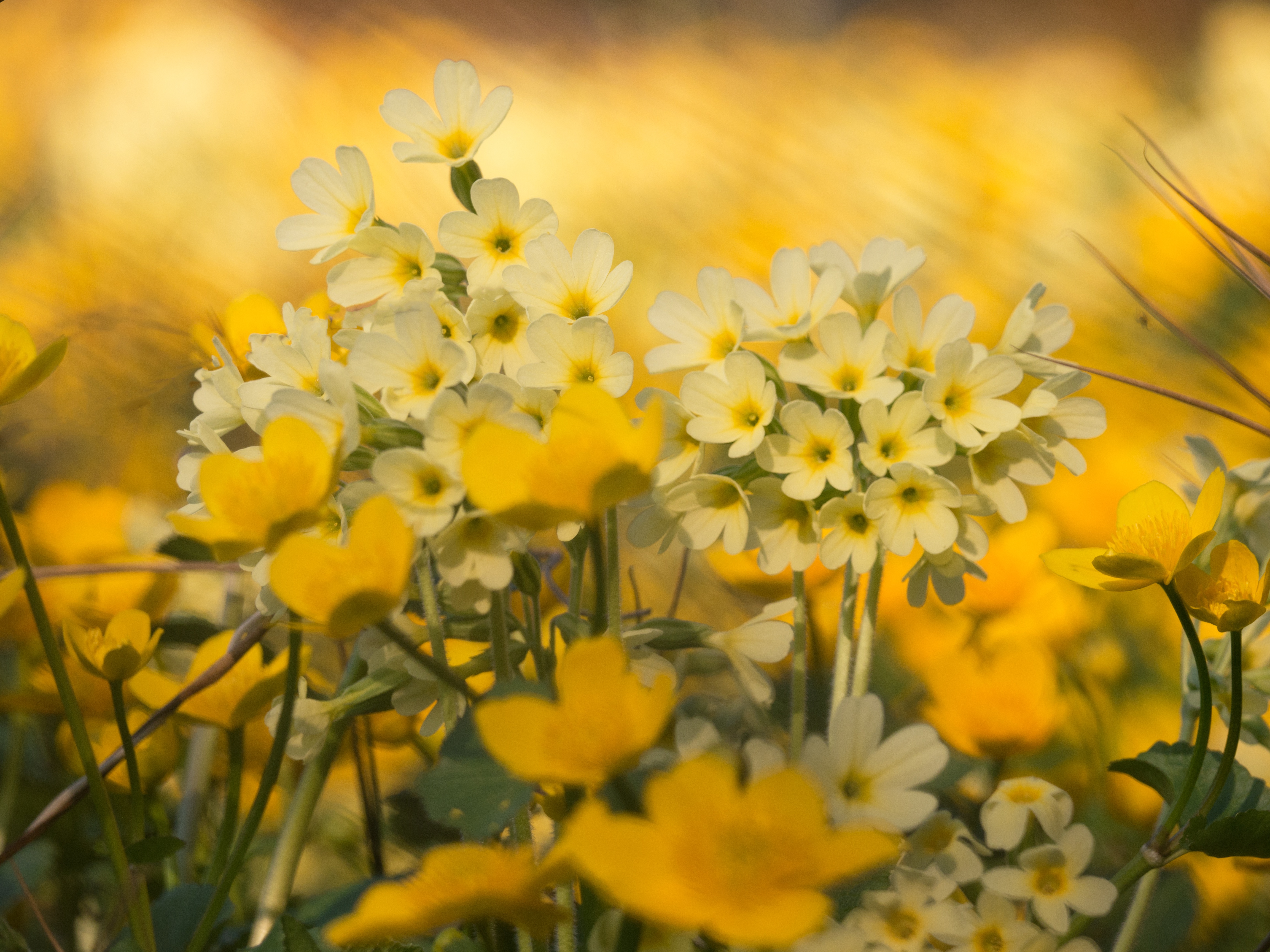 Маленькие желтые цветы весной