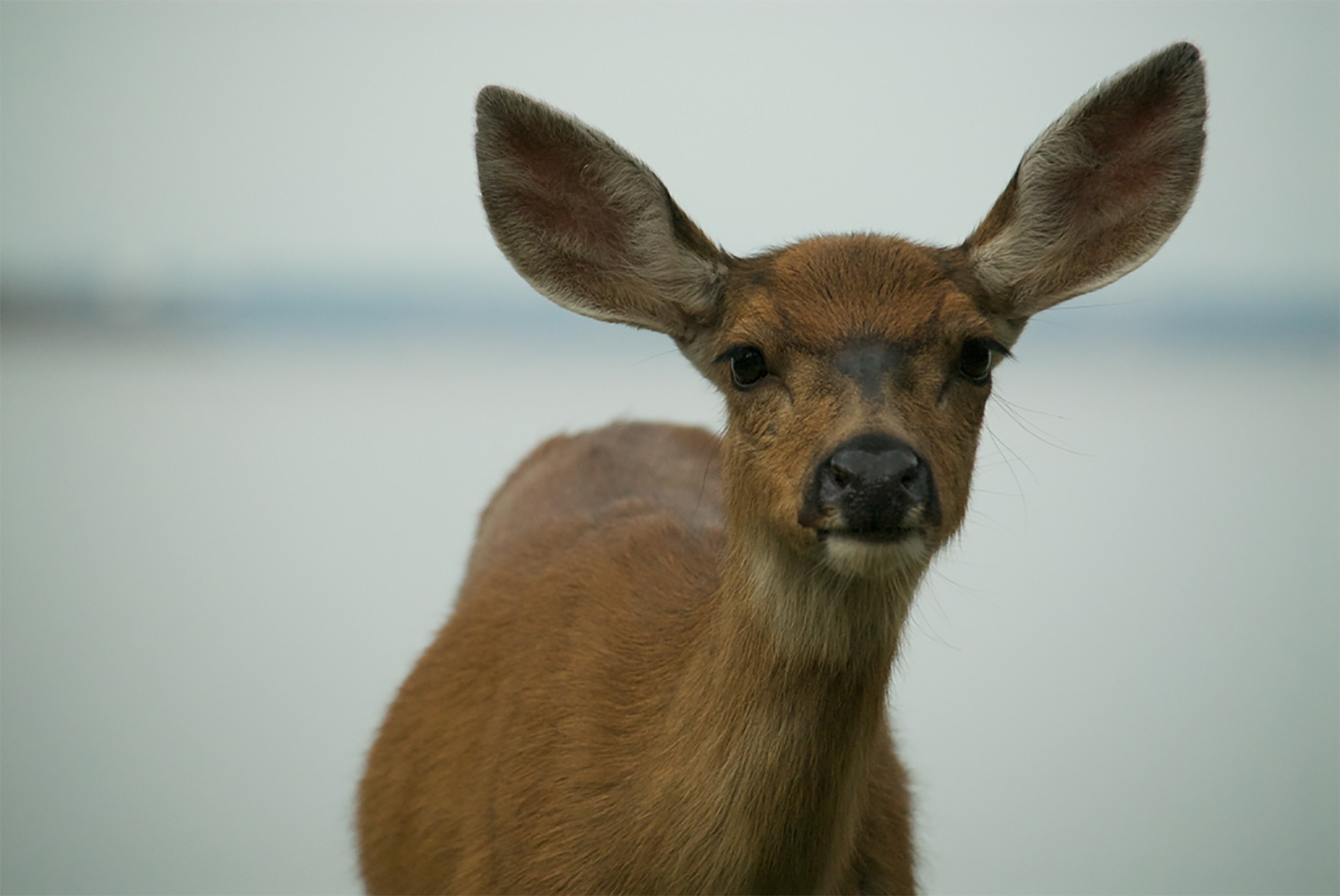 animals, muzzle, ears, deer