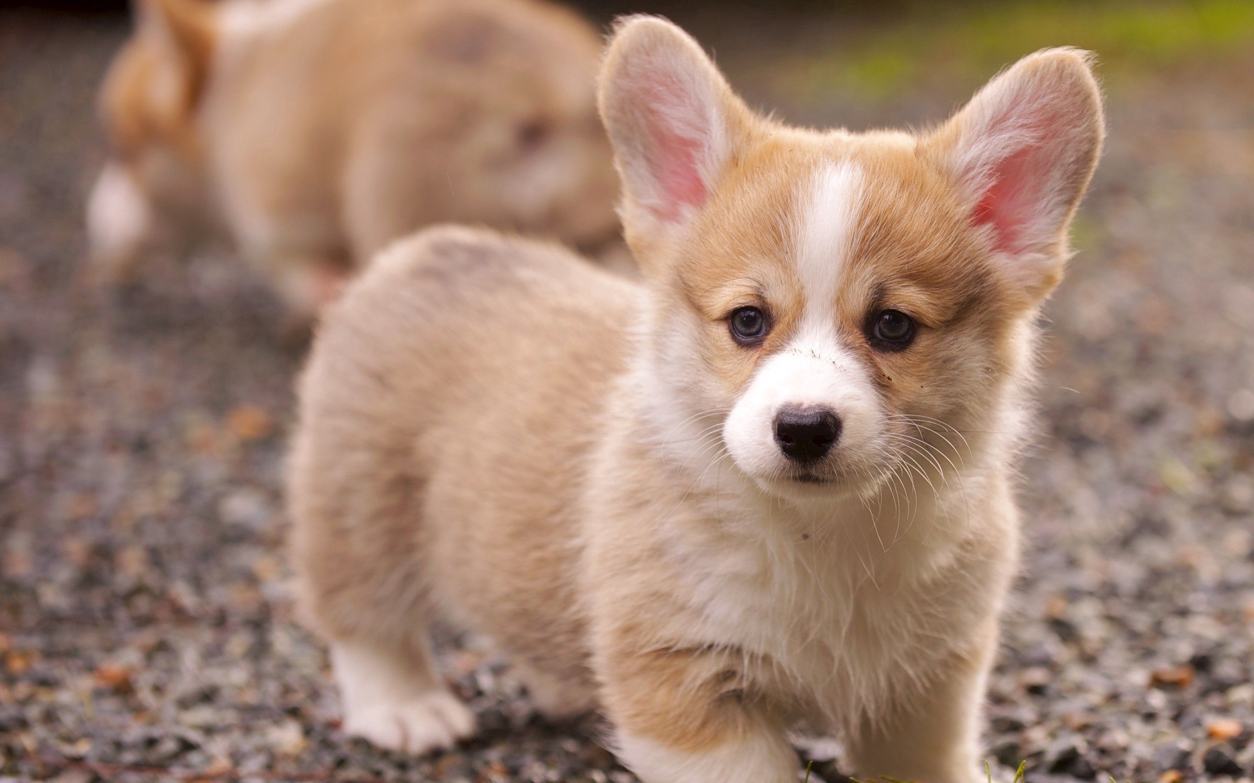 Download mobile wallpaper Ears, Puppy, Muzzle, Sight, Opinion, Animals, Grass for free.