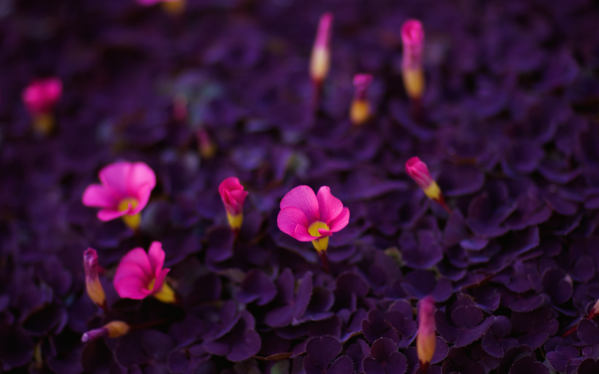 Ярко фиолетовый цветок