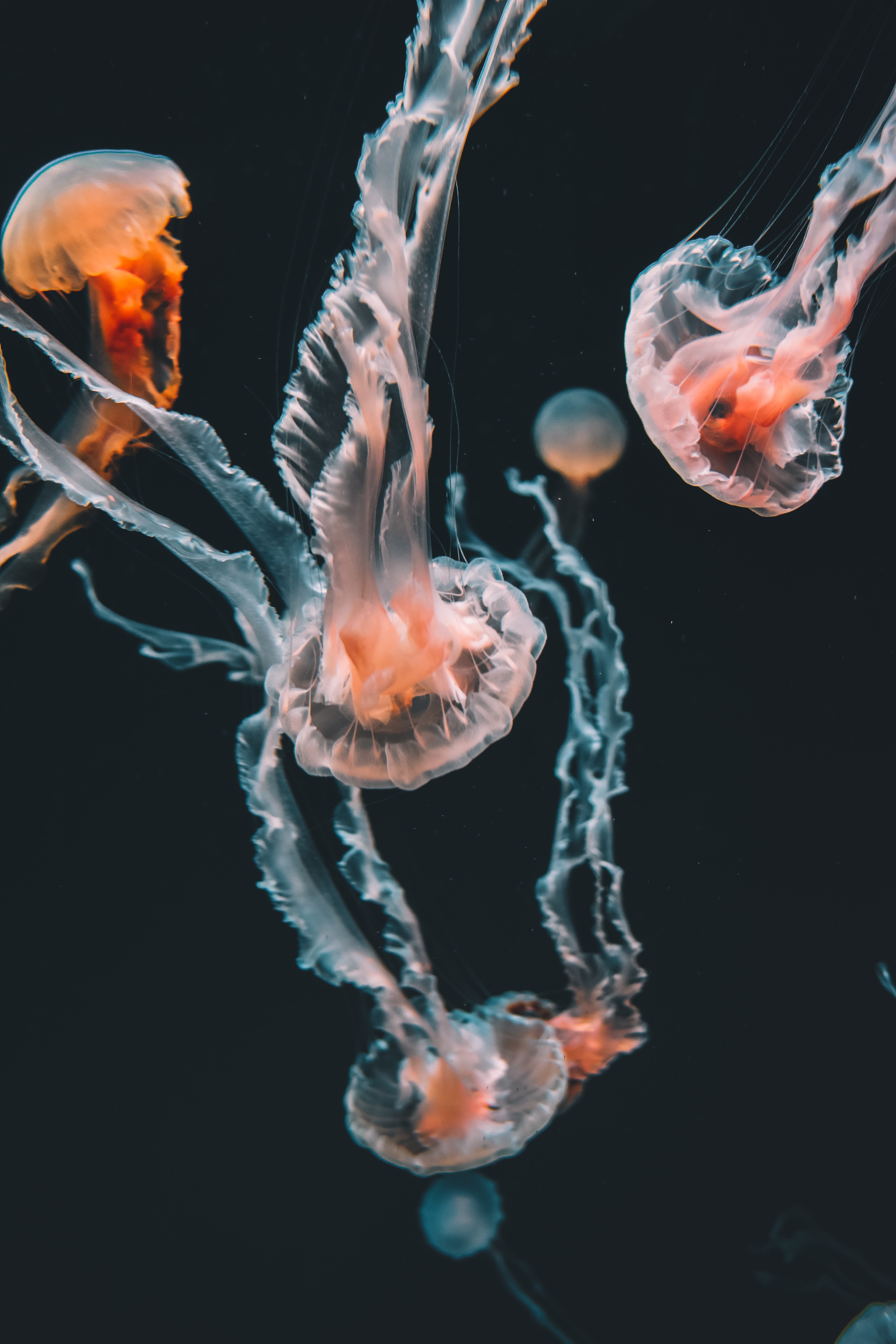 jellyfish, aquarium, tentacles, animals, swimming, underwater world 4K