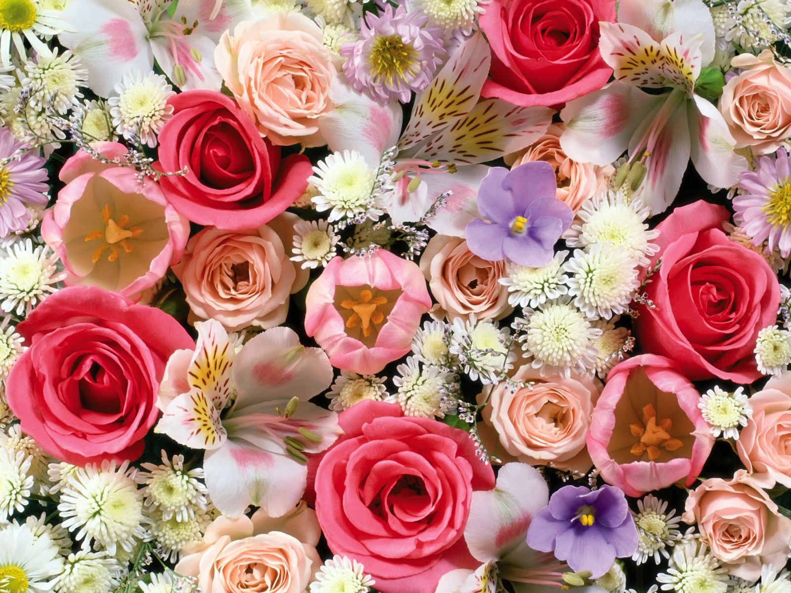 52603 descargar imagen flores, roses, tulipanes, lirios, clasificado, surtido: fondos de pantalla y protectores de pantalla gratis