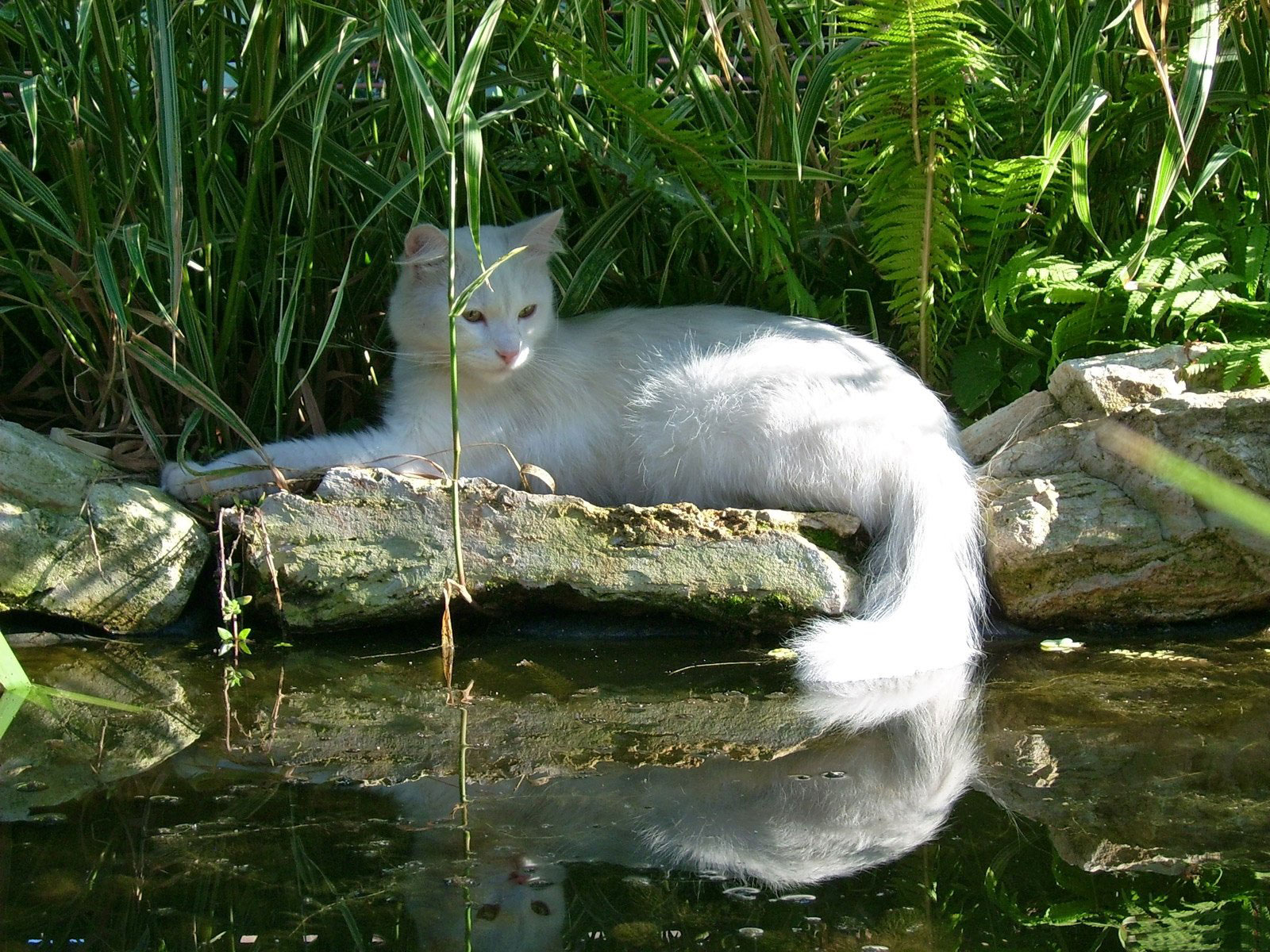 Сижу наблюдаю. Кот у реки. Кошка у реки. Кошка в воде. Белая кошка в лесу.