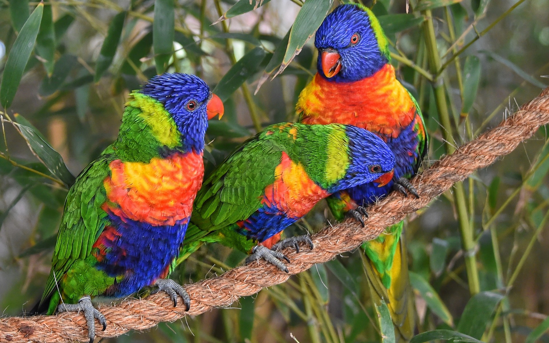 Download mobile wallpaper Birds, Bird, Colors, Animal, Colorful, Parrot, Rainbow Lorikeet for free.