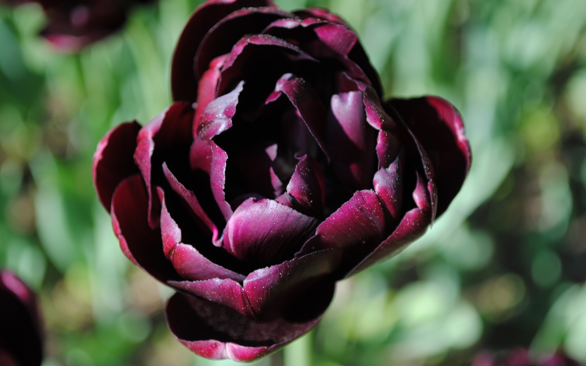 Черный пион и тюльпан