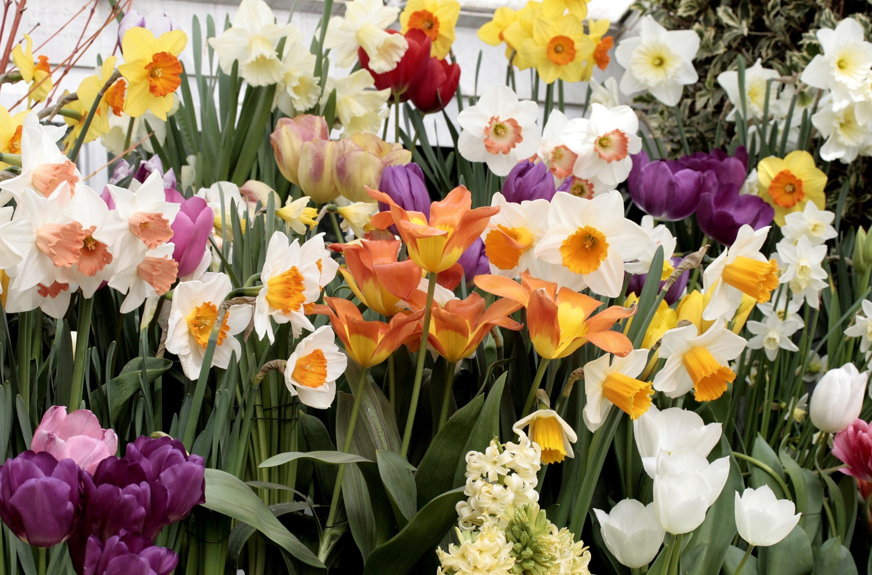 flowers, tulips, narcissussi, hyacinth, flower bed, flowerbed, lots of, multitude HD wallpaper