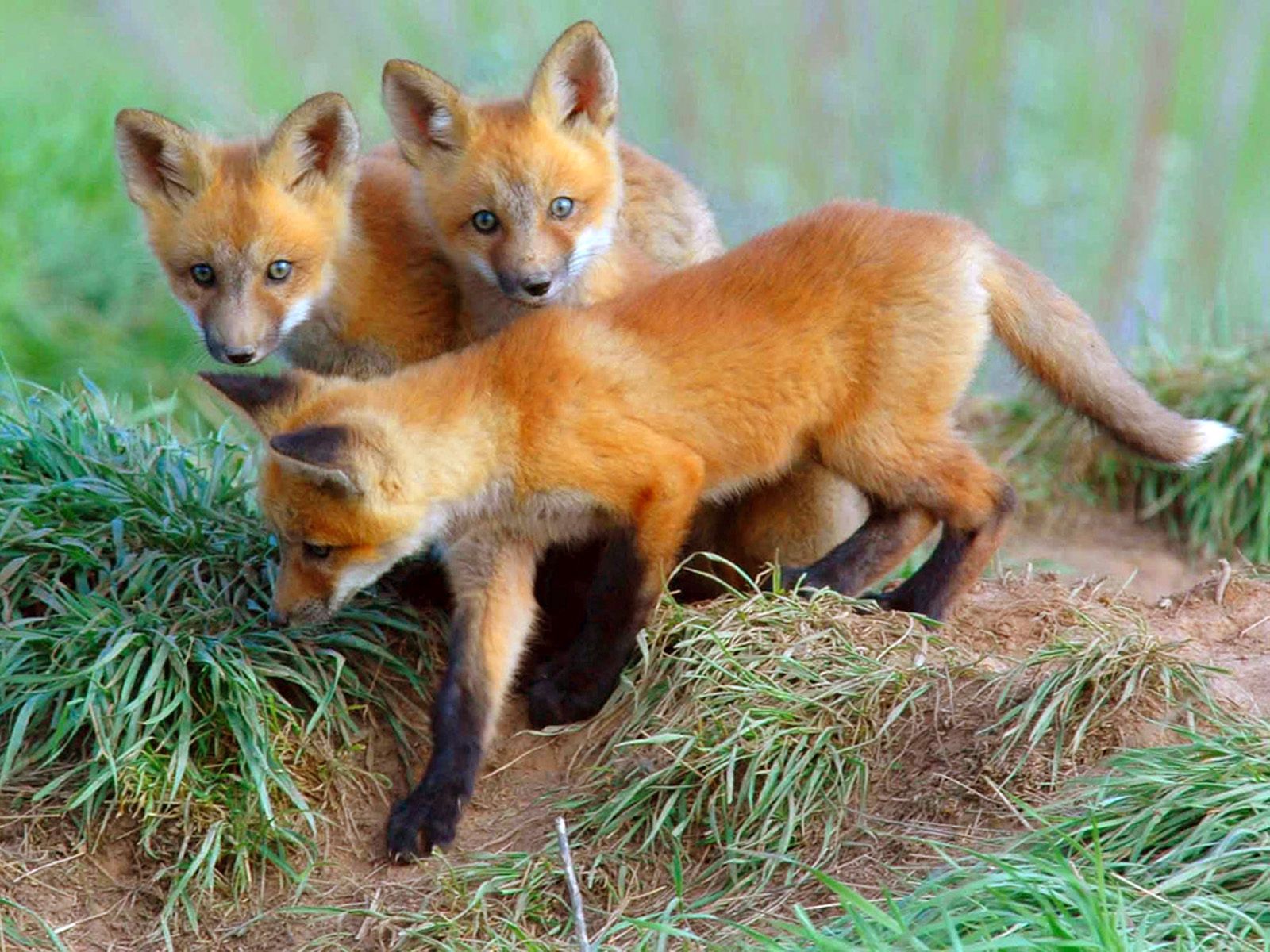 young, animals, fox, cubs, curiosity, fox cubs, lisita