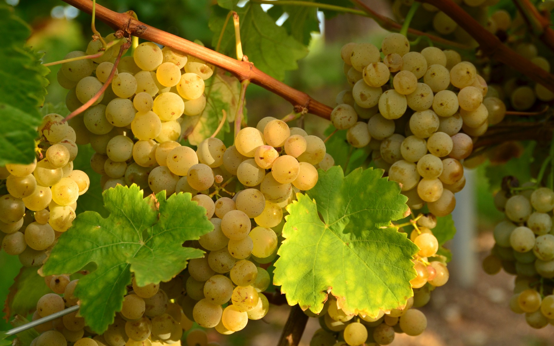 Ile de Vergelesses premier cru vineyard sign, Pernand Vergelesses,  Burgundy, France Stock Photo - Alamy