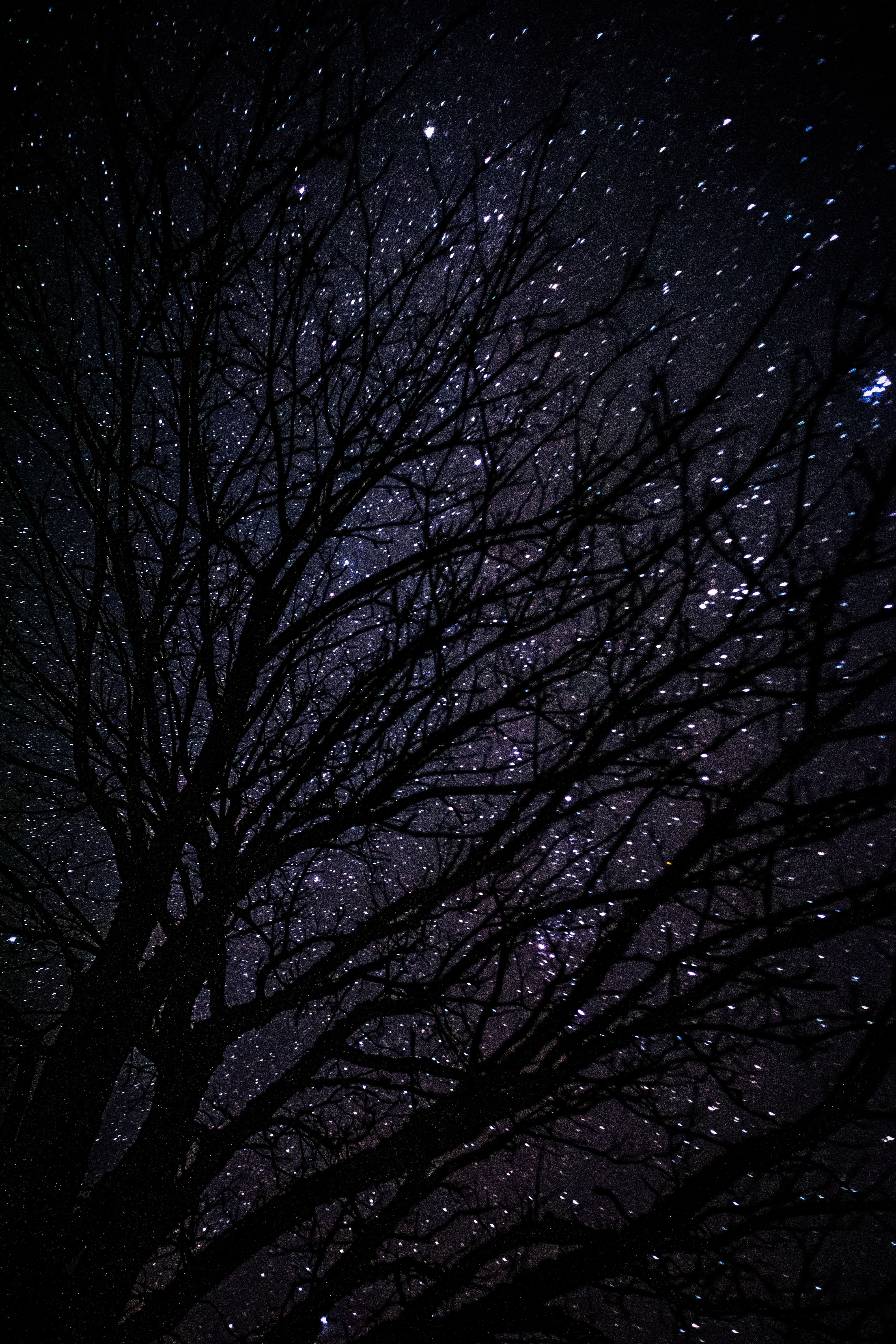 dark, wood, night, tree, starry sky 2160p
