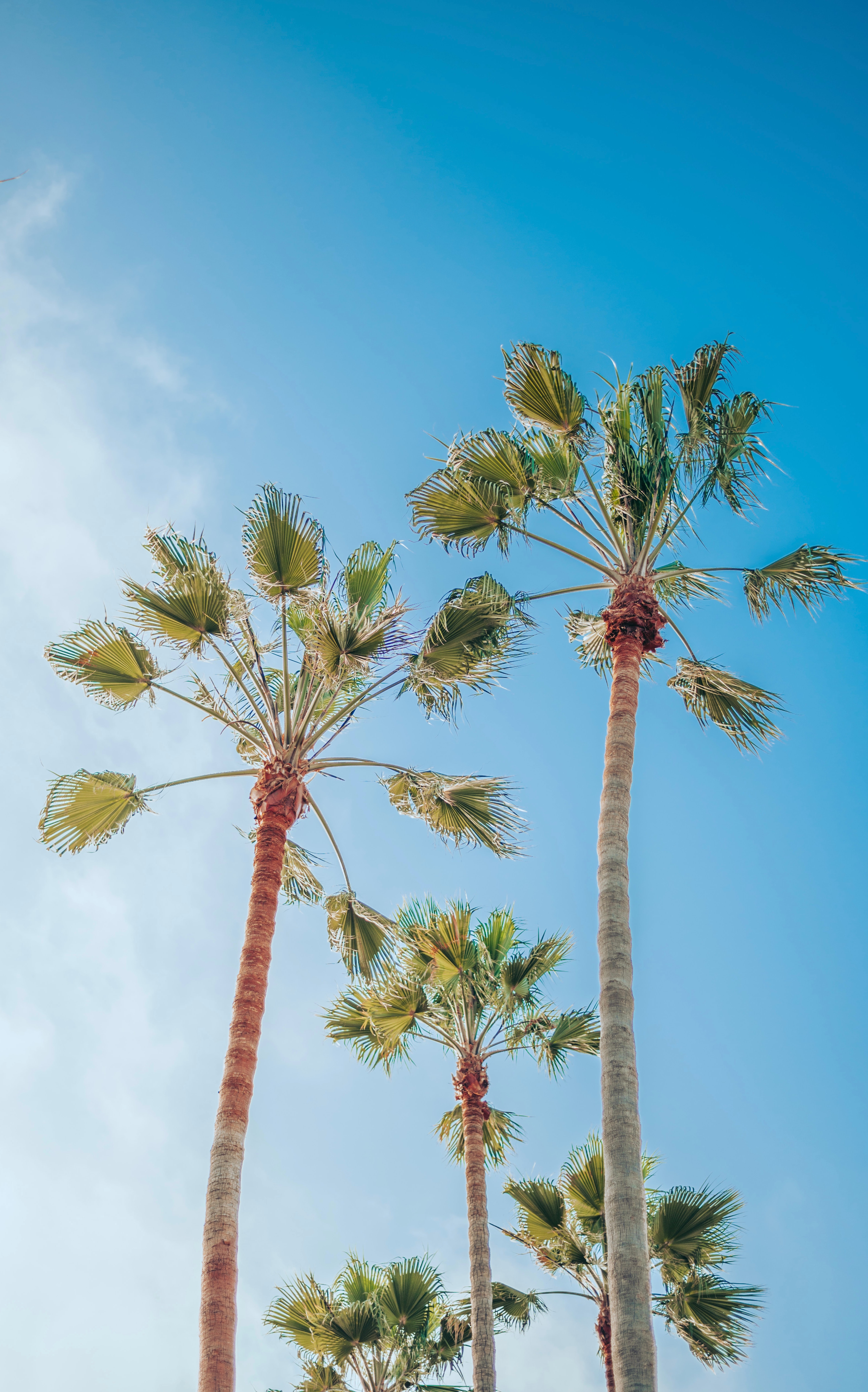 Download mobile wallpaper Sky, Summer, Palms, Tropics, Nature for free.