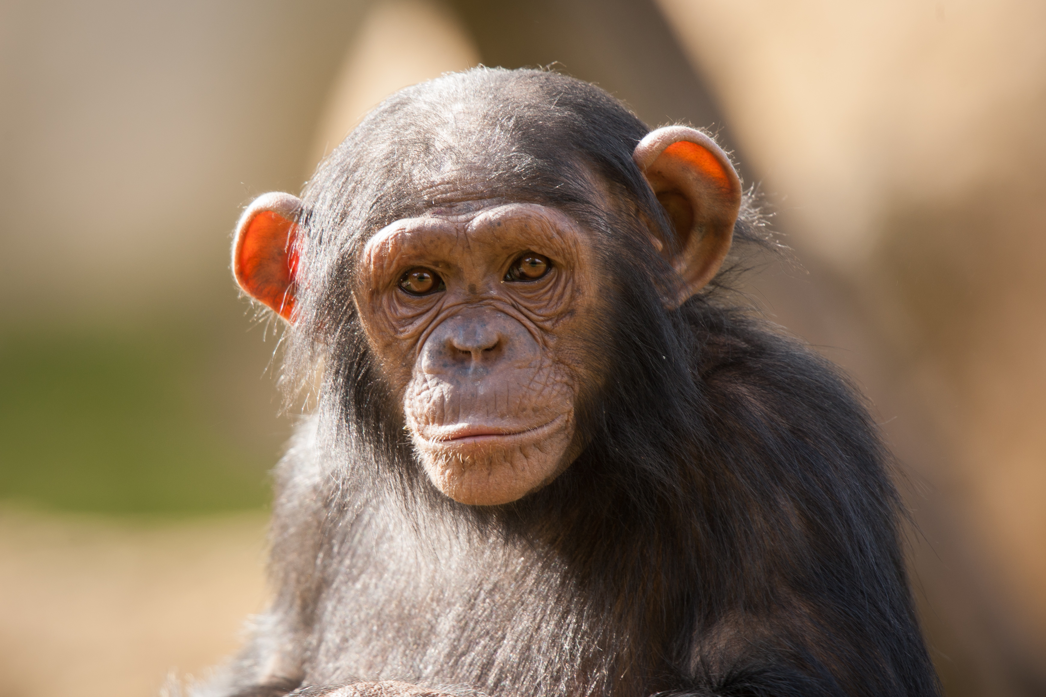 372985 baixar papel de parede animais, chimpanzé, macaco, primata, macacos - protetores de tela e imagens gratuitamente